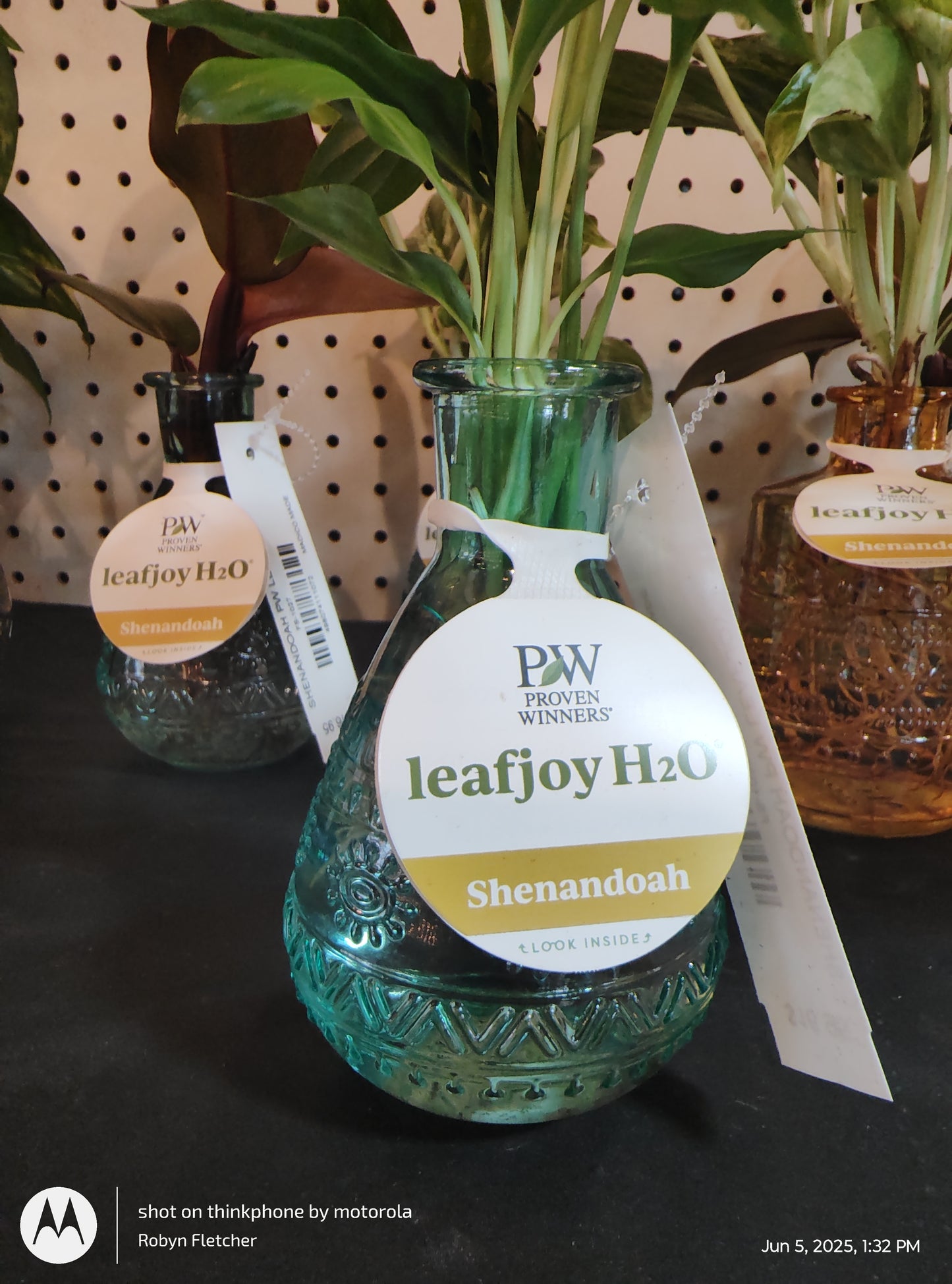 H2O SHENANDOAH PROVEN WINNERS LEAFJOY