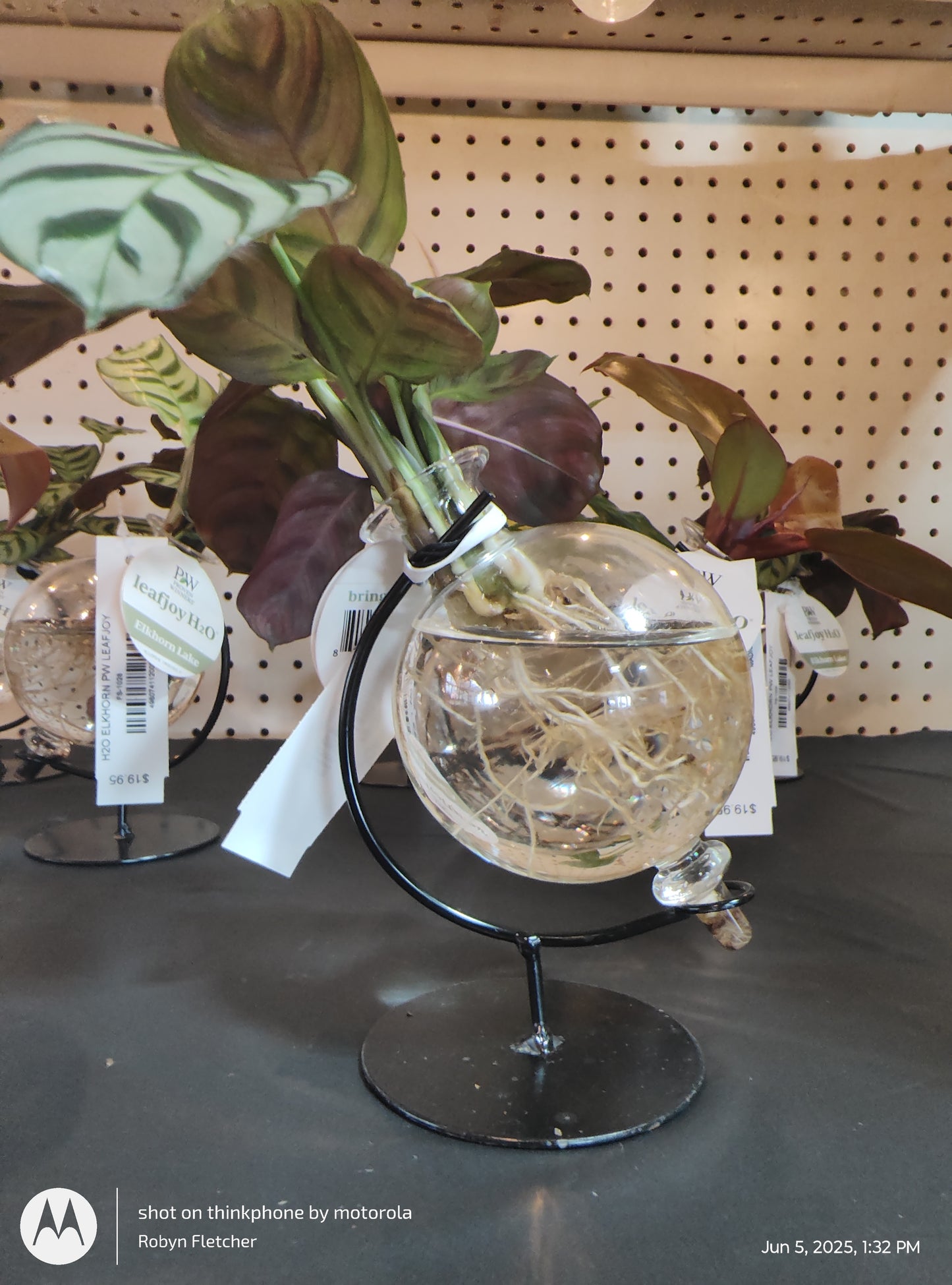 H2O ELKHORN - PROVEN WINNERS LEAFJOY