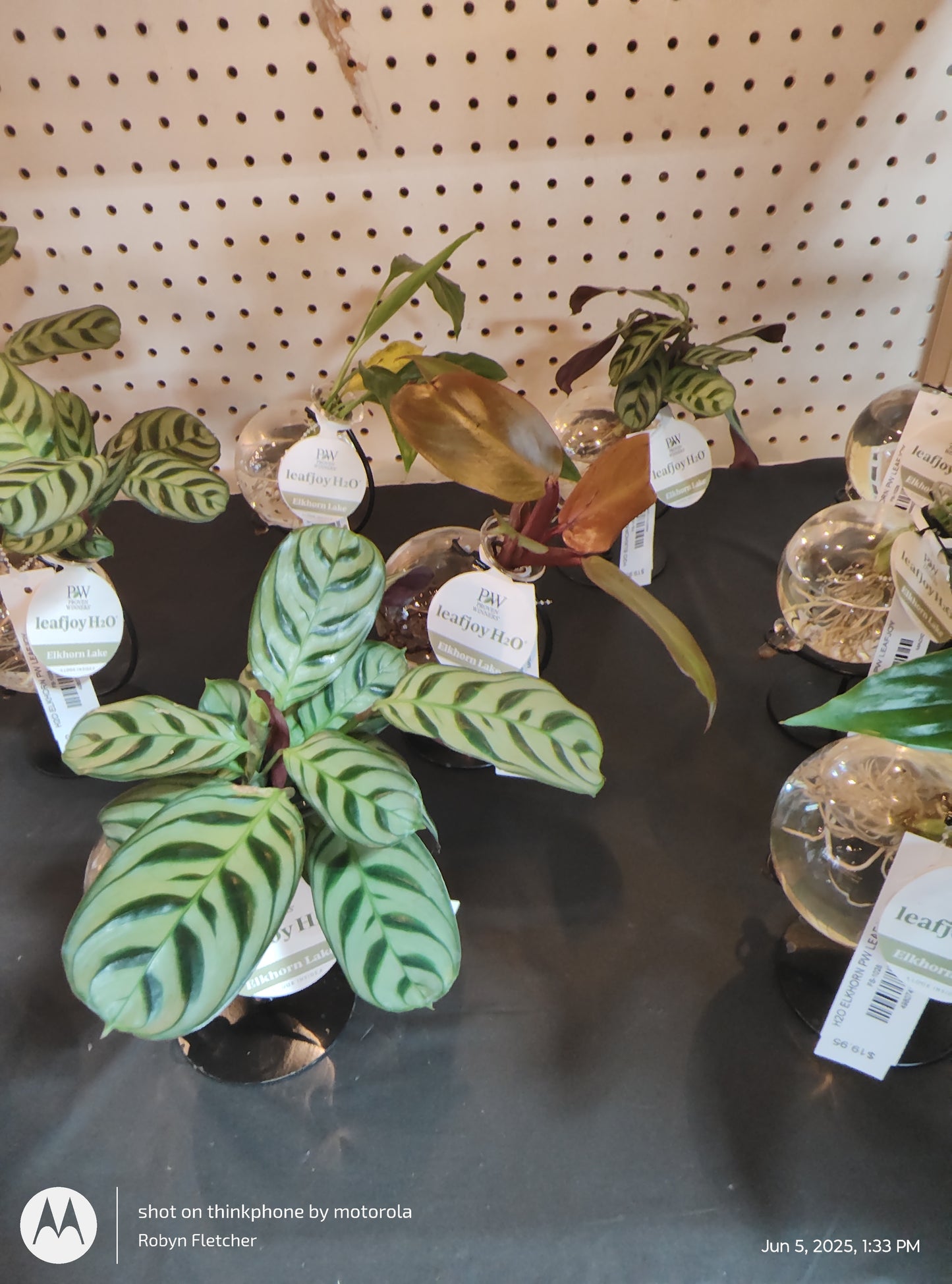 H2O ELKHORN - PROVEN WINNERS LEAFJOY