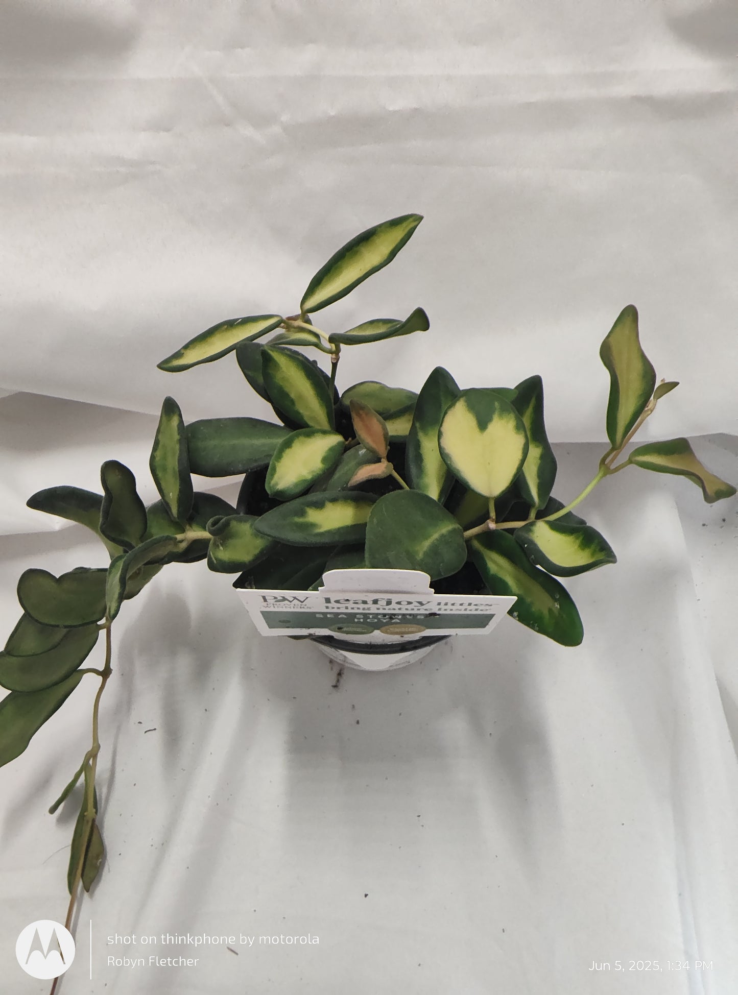 HOYA SEA STONES™ BURTONIAE VARIEGATED PROVEN WINNER 9CM