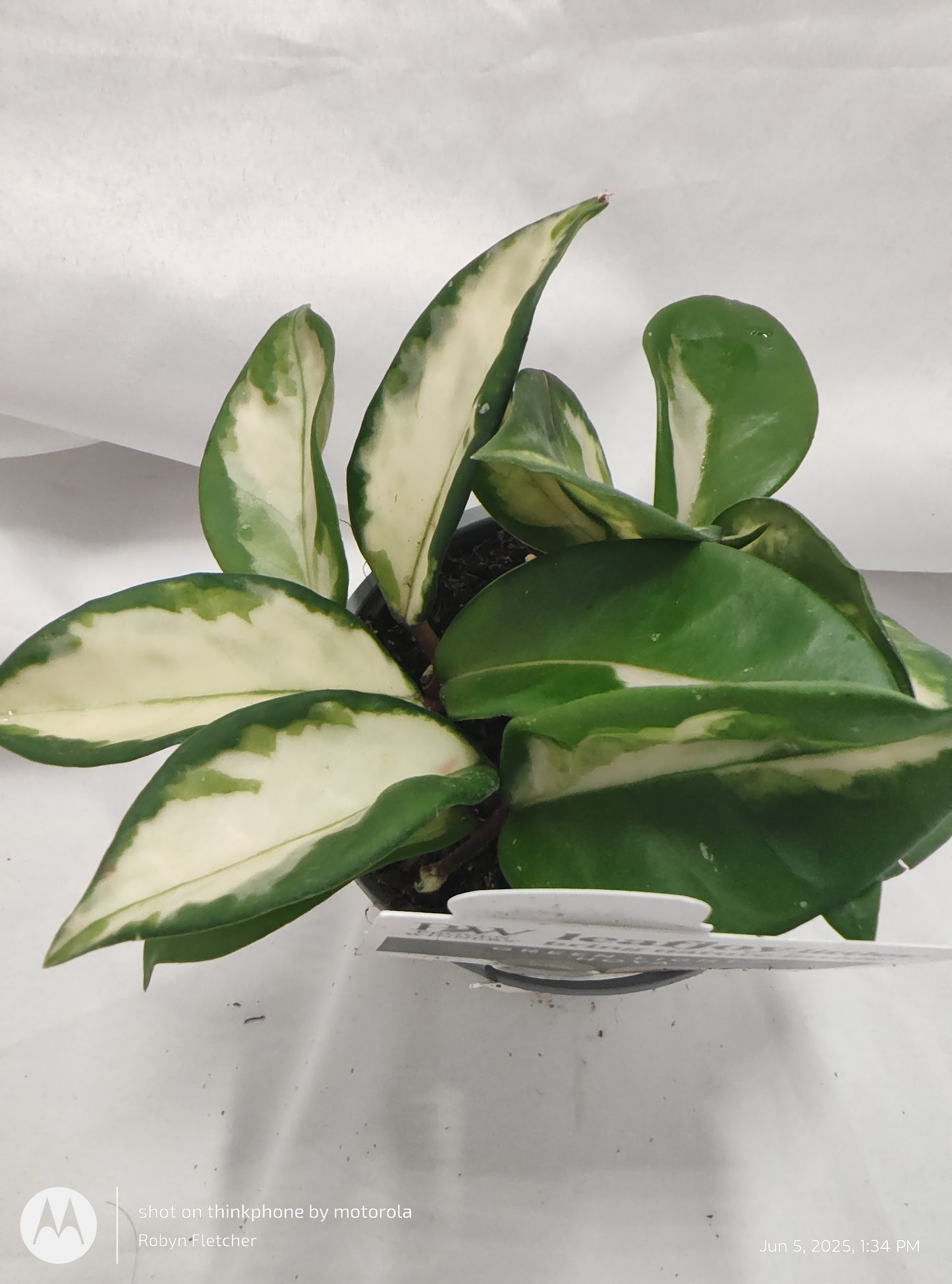HOYA GREEN LIGHT™ CARNOSA TRICOLOR PROVEN WINNER 9CM