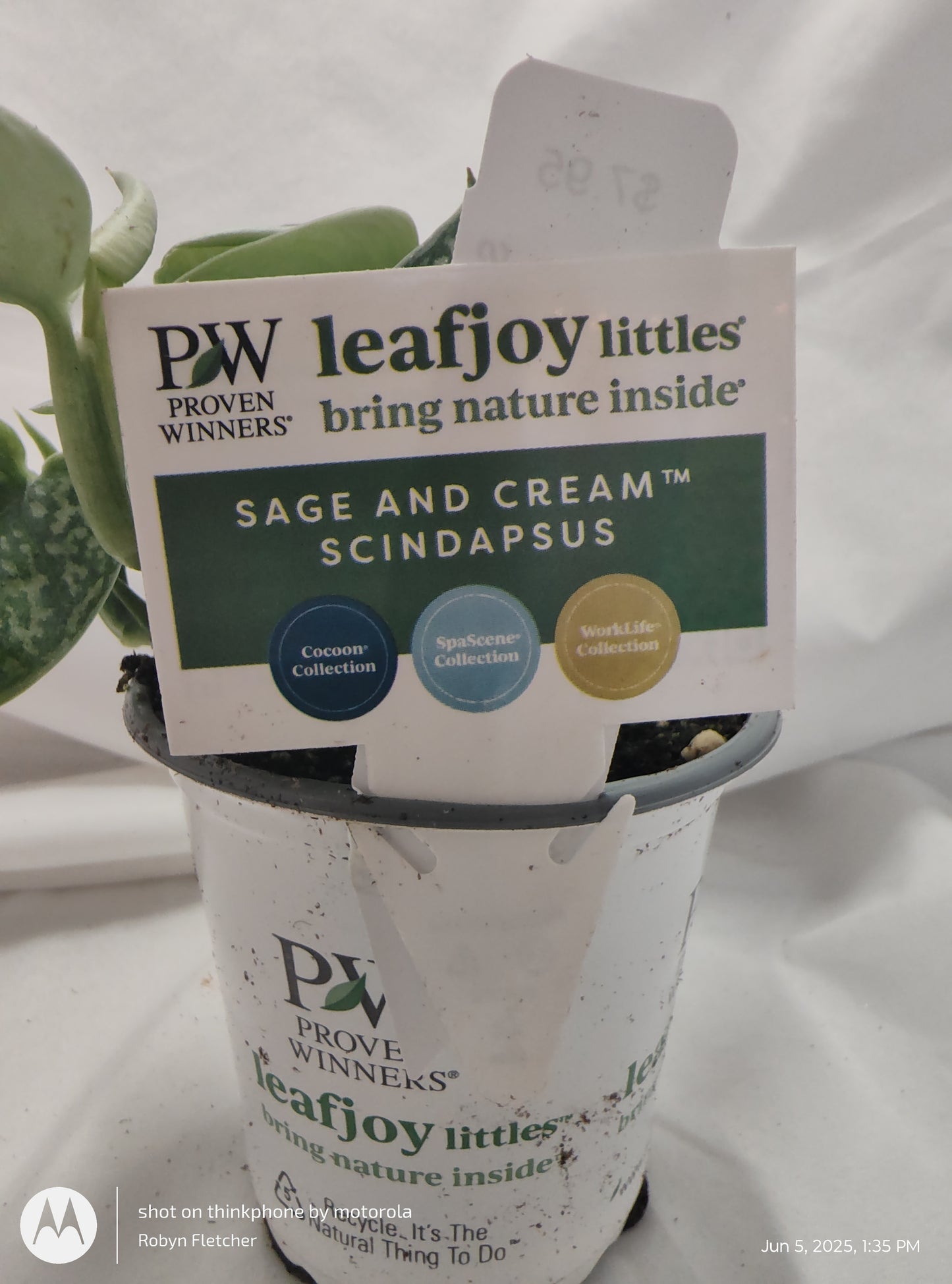 SCINDAPSUS SAGE AND CREAM™ PROVEN WINNER 9CM