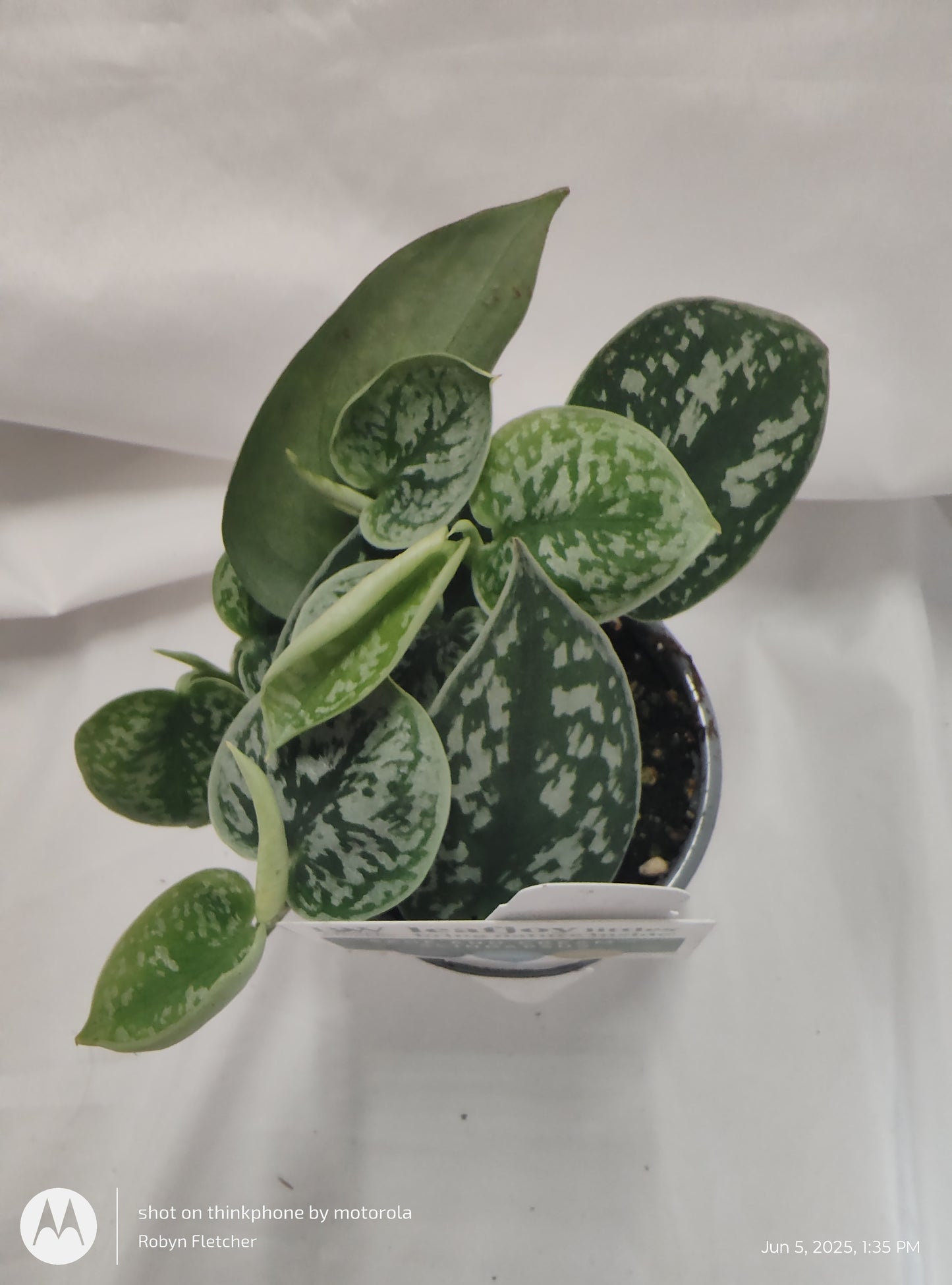 SCINDAPSUS SAGE AND CREAM™ PROVEN WINNER 9CM