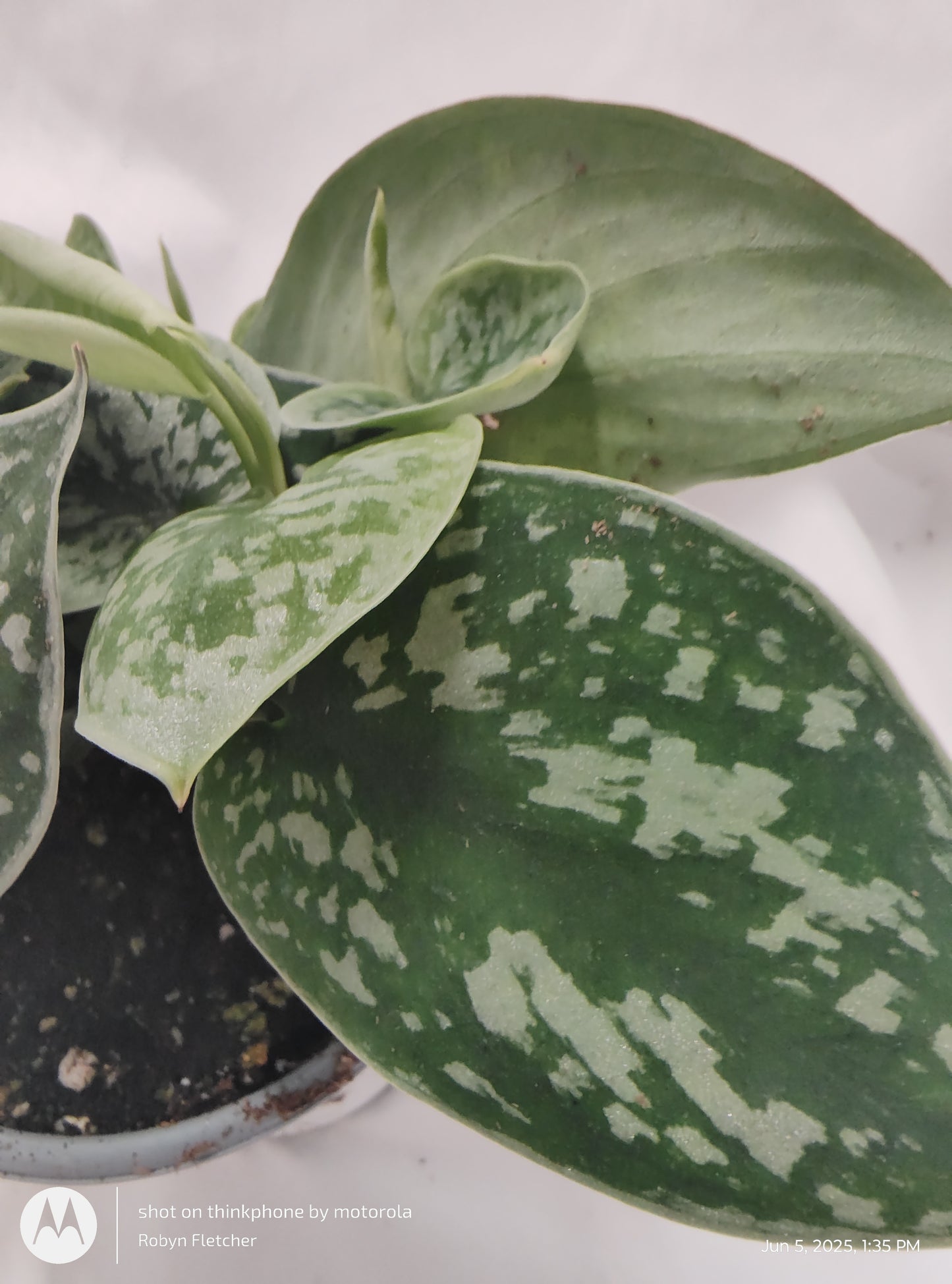 SCINDAPSUS SAGE AND CREAM™ PROVEN WINNER 9CM