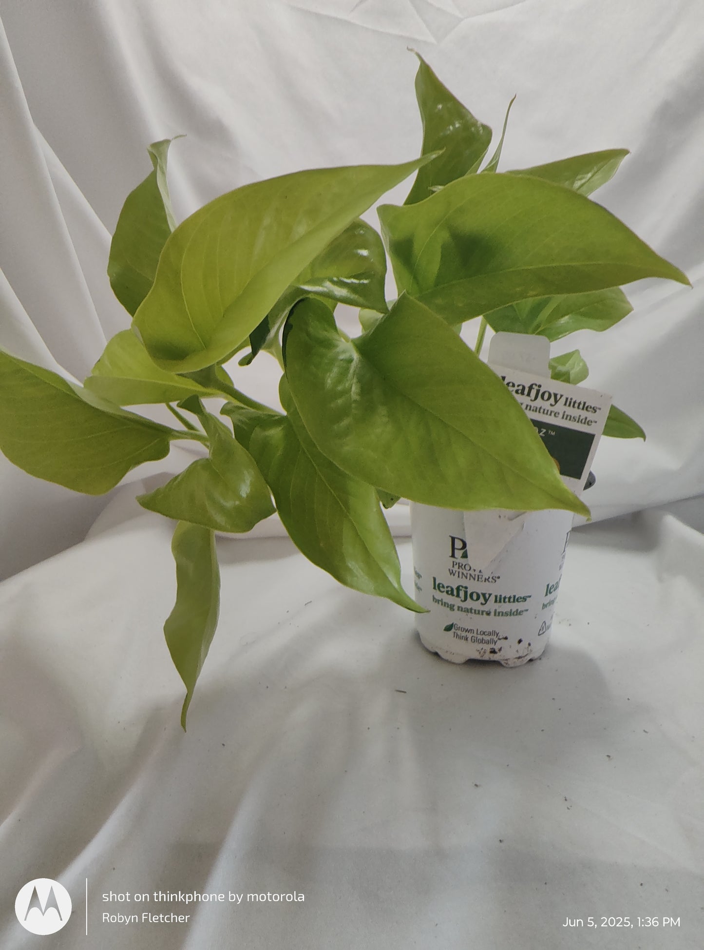 EPIPREMNUM OFF TO OZ™ NEON PROVEN WINNER 9CM