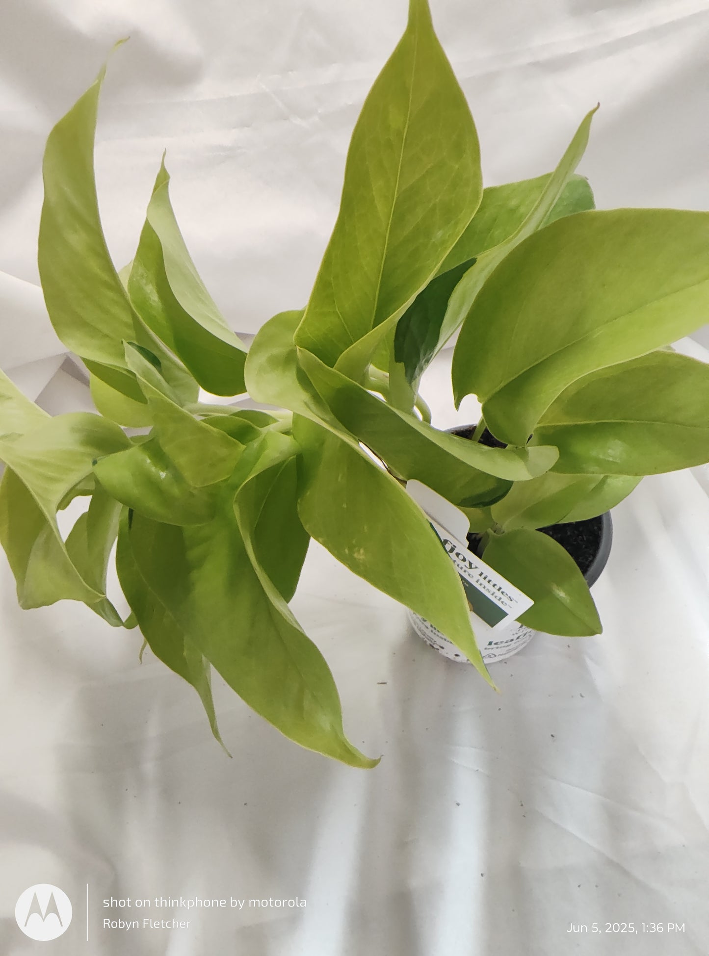EPIPREMNUM OFF TO OZ™ NEON PROVEN WINNER 9CM