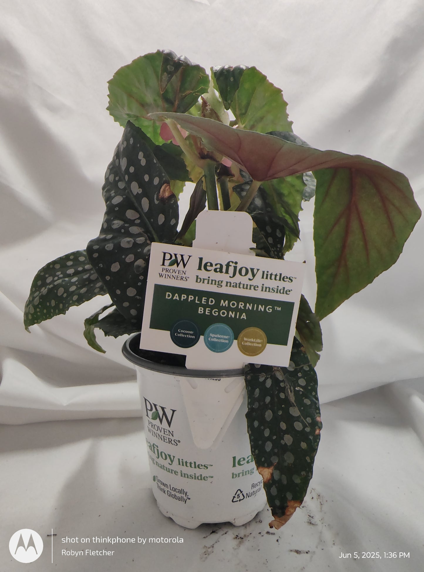 BEGONIA DAPPLED MORNING™ DOUBLE DOT PROVEN WINNER 9CM