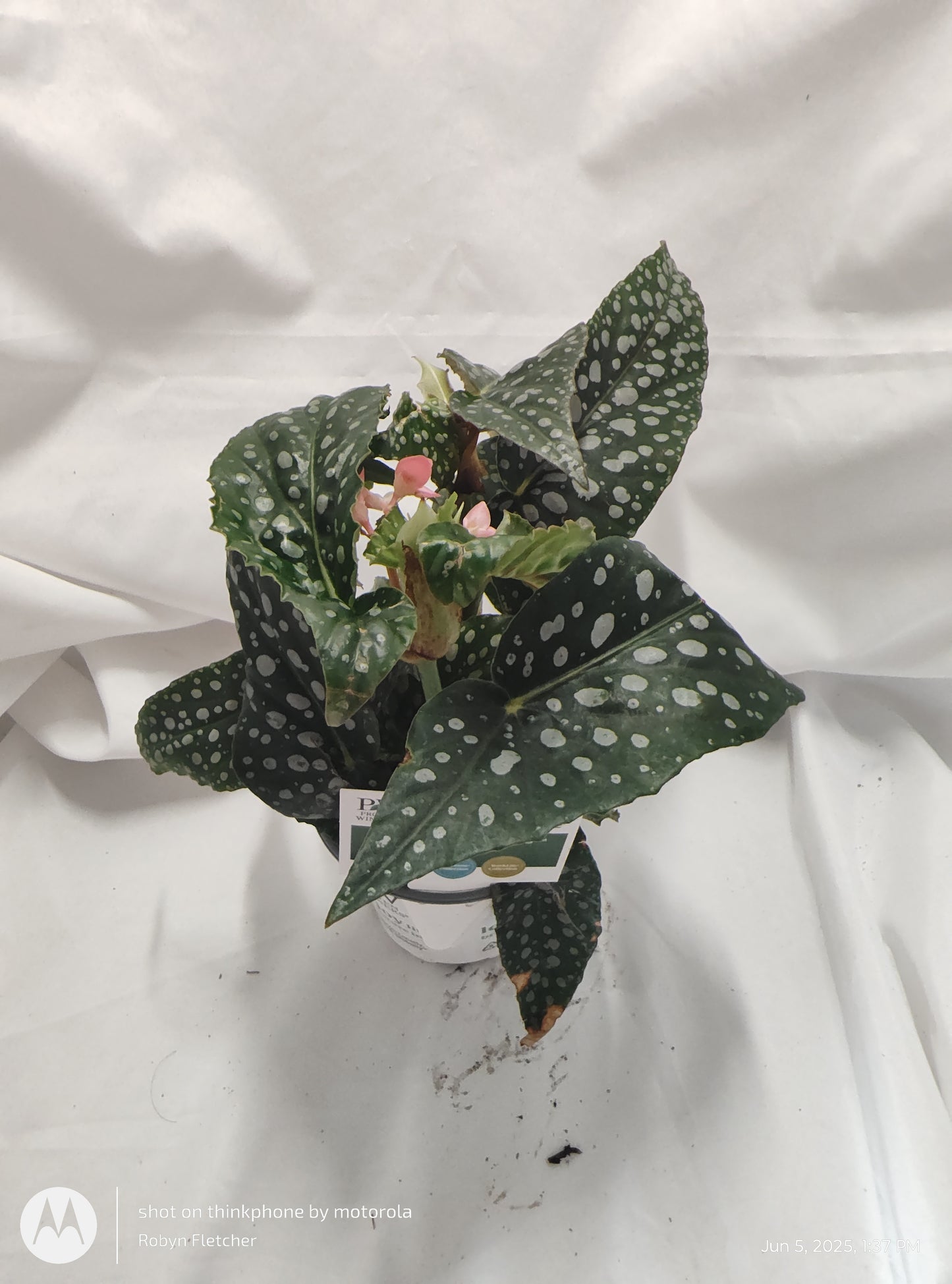 BEGONIA DAPPLED MORNING™ DOUBLE DOT PROVEN WINNER 9CM