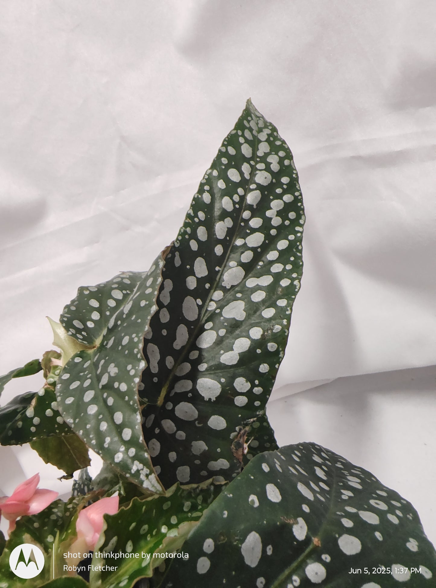 BEGONIA DAPPLED MORNING™ DOUBLE DOT PROVEN WINNER 9CM