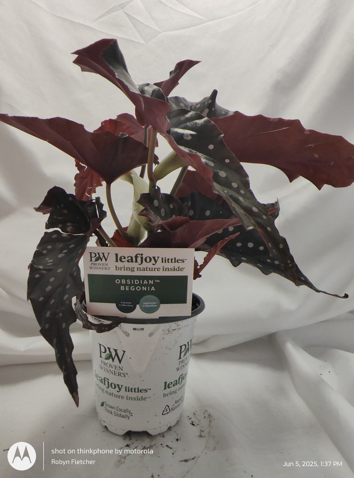 BEGONIA OBSIDIAN™ BLACK FOREST PROVEN WINNER 9CM