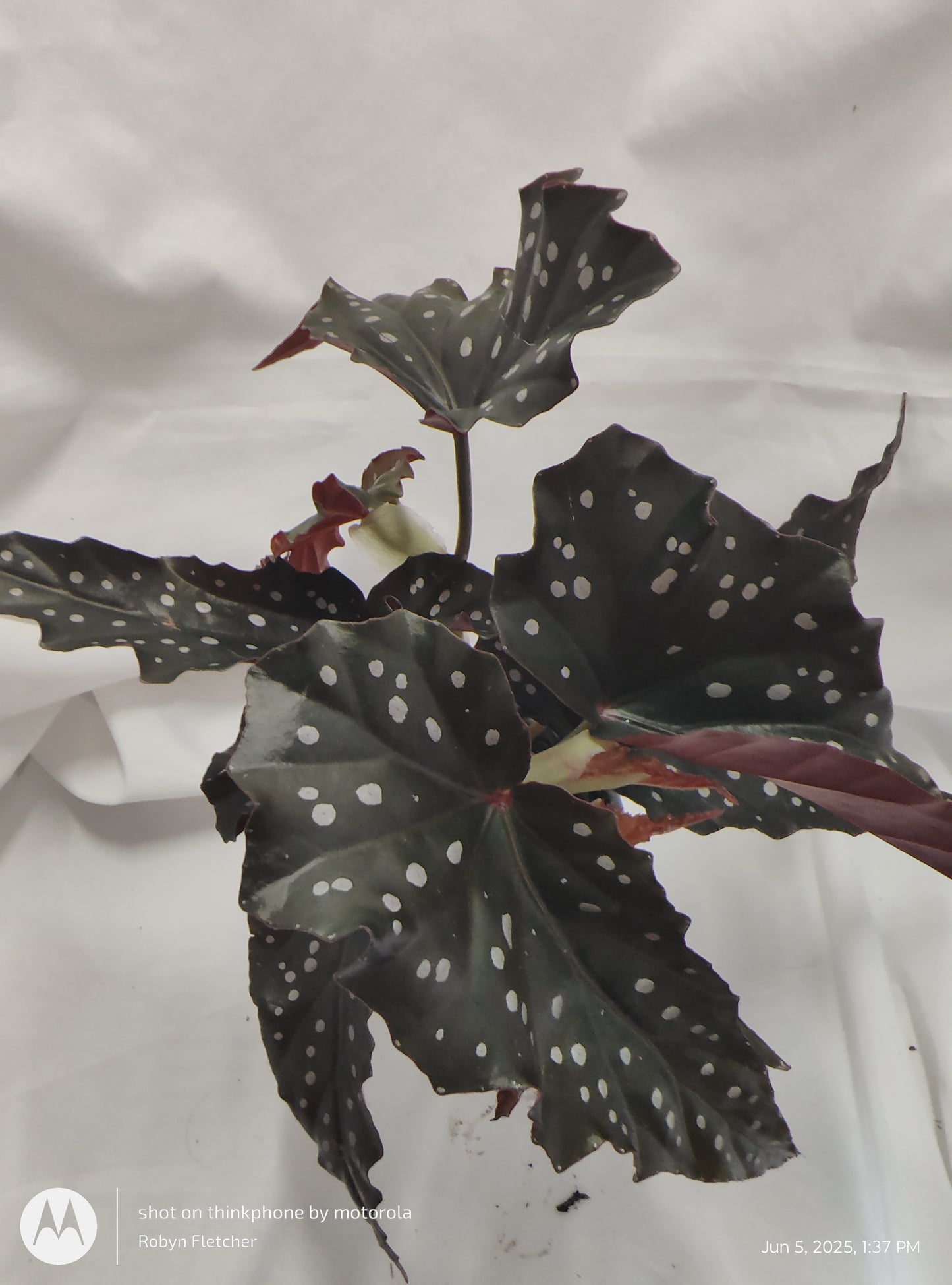 BEGONIA OBSIDIAN™ BLACK FOREST PROVEN WINNER 9CM
