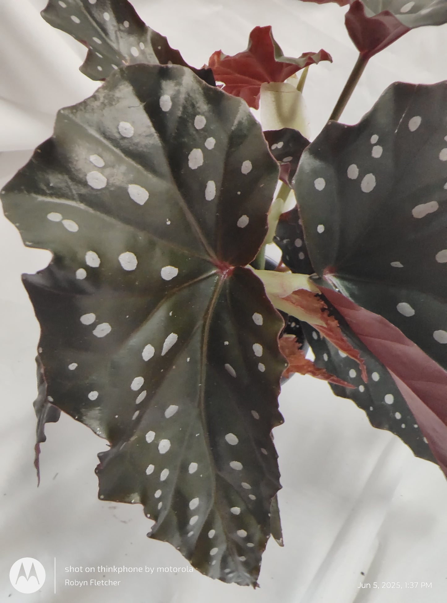 BEGONIA OBSIDIAN™ BLACK FOREST PROVEN WINNER 9CM