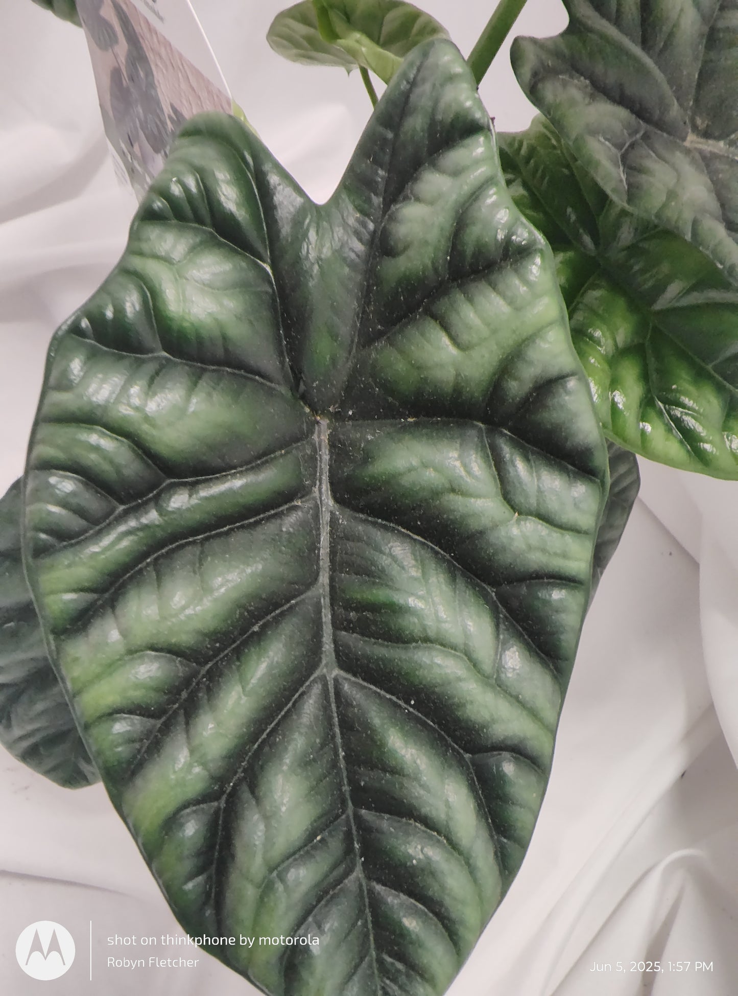 ALOCASIA RUMPELSTISKIN™ SINUATA PROVEN WINNER 12CM