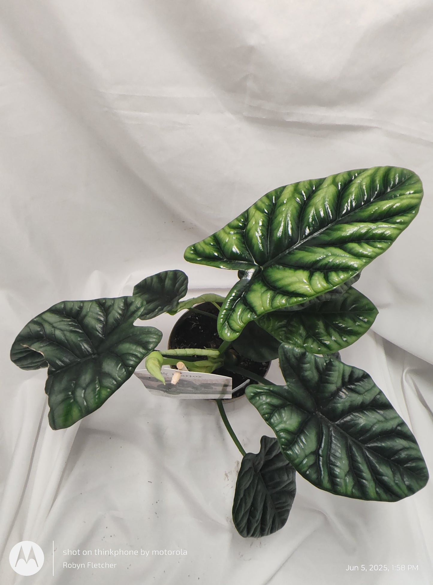 ALOCASIA RUMPELSTISKIN™ SINUATA PROVEN WINNER 12CM