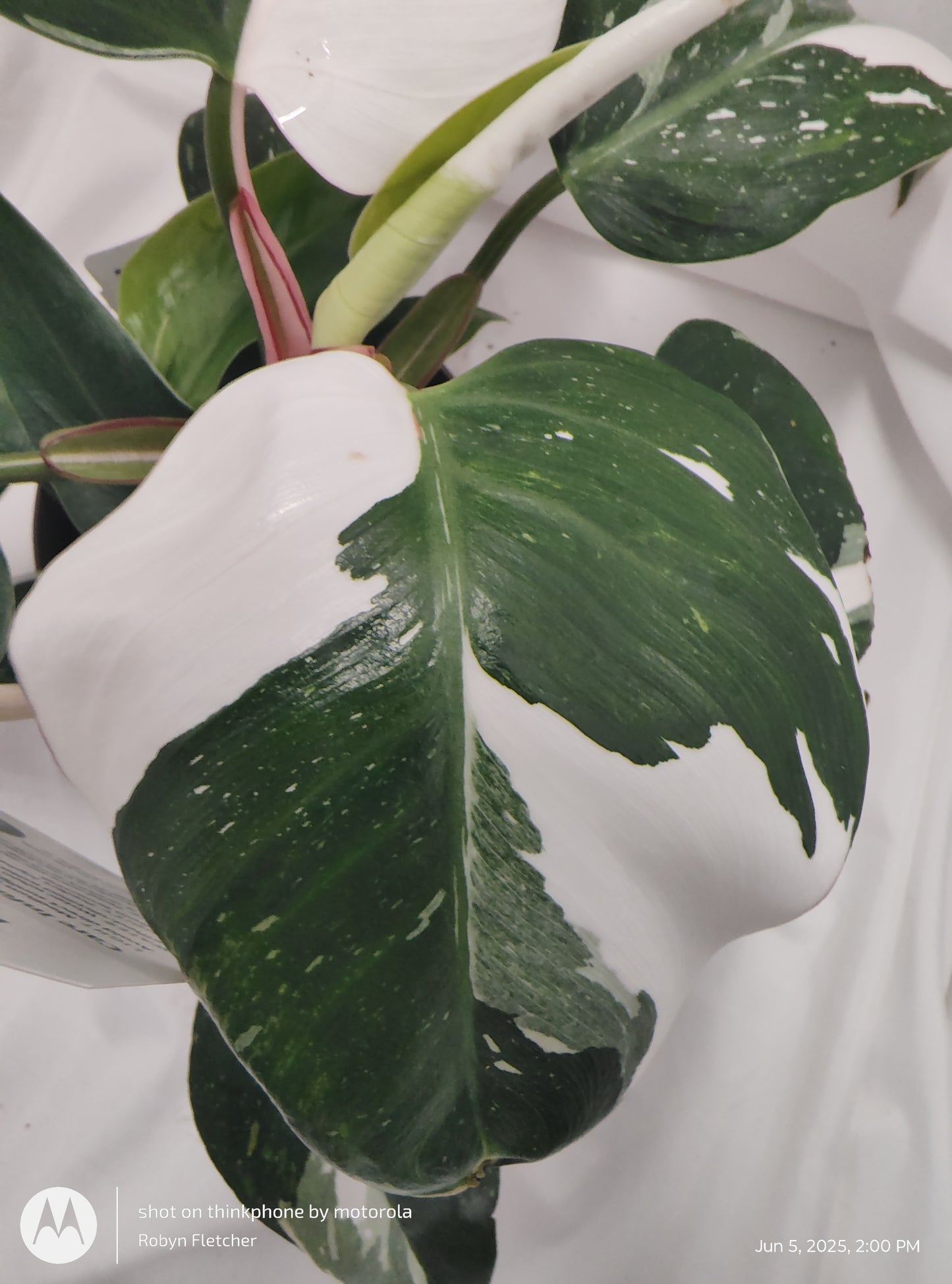 PHILODENDRON SPLASH DANCE™ WHITE PRINCESS PROVEN WINNER 12CM