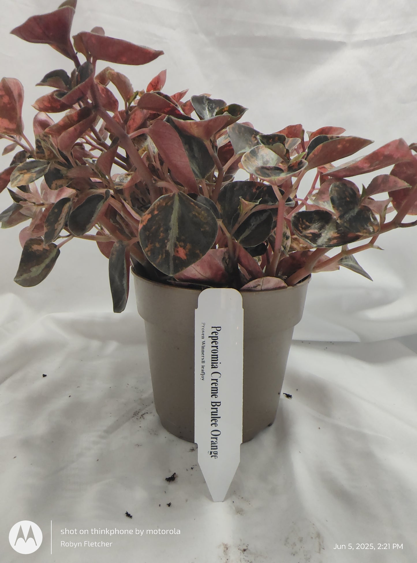 PEPEROMIA CREME BRULEE ORANGE™ PROVEN WINNER 12CM