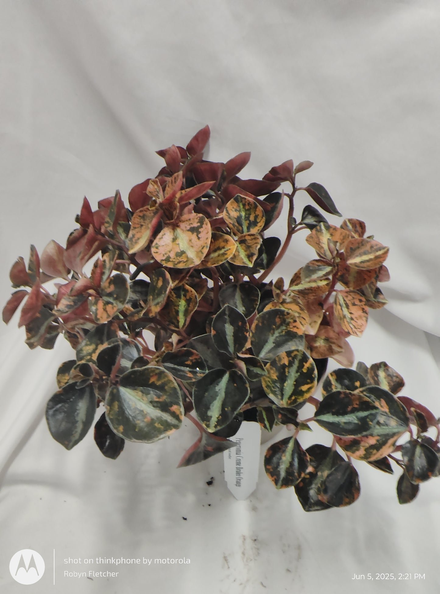PEPEROMIA CREME BRULEE ORANGE™ PROVEN WINNER 12CM