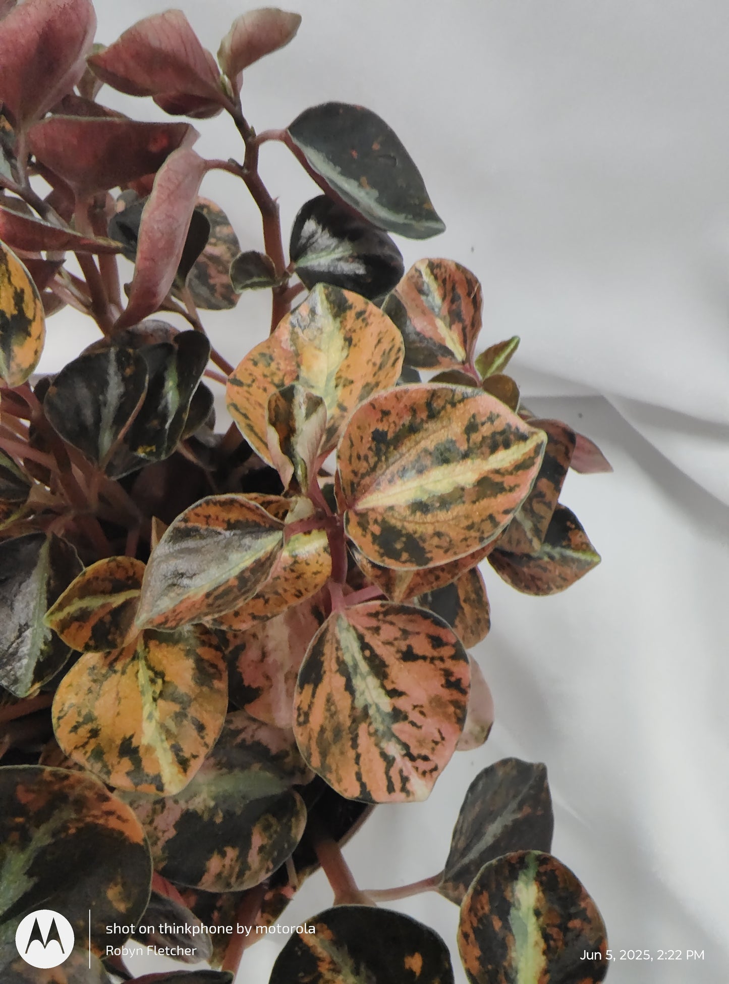 PEPEROMIA CREME BRULEE ORANGE™ PROVEN WINNER 12CM