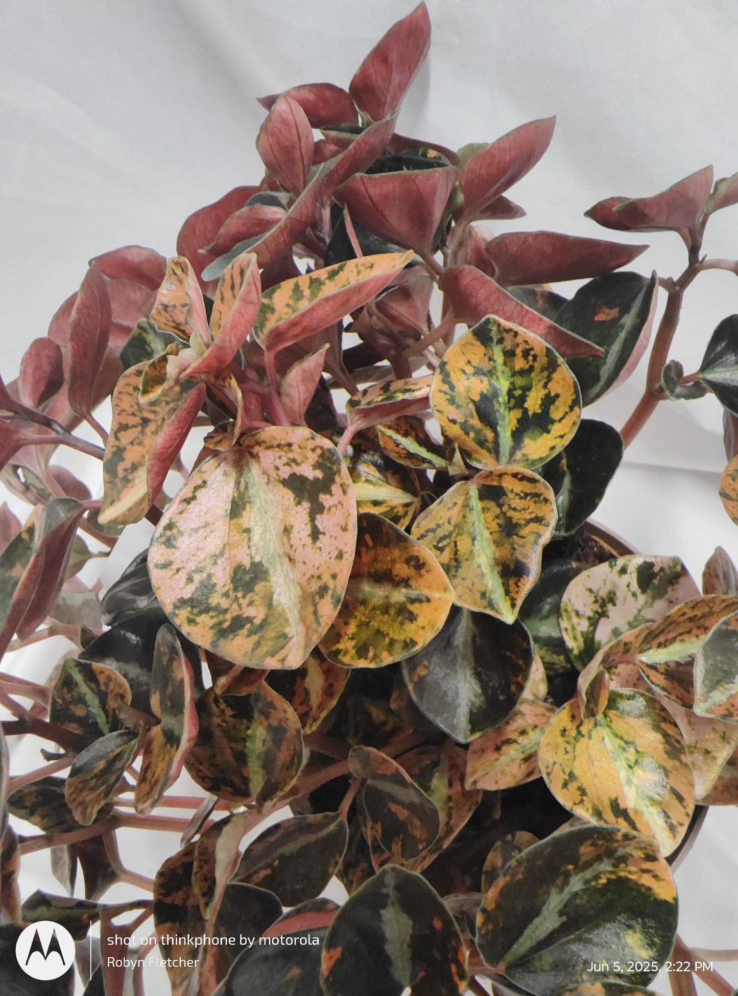 PEPEROMIA CREME BRULEE ORANGE™ PROVEN WINNER 12CM