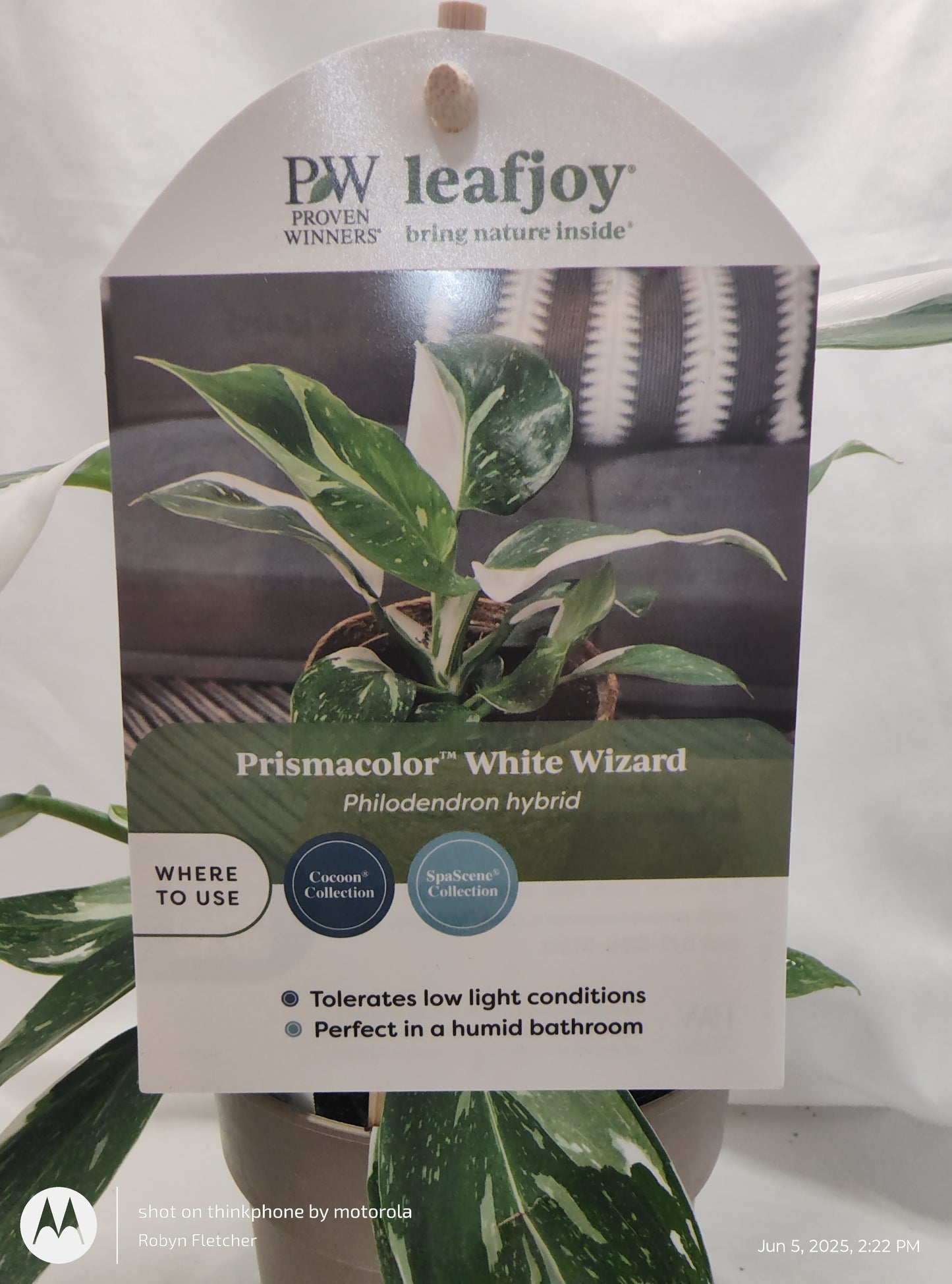 PHILODENDRON WHITE WIZARD™ PROVEN WINNER 12CM