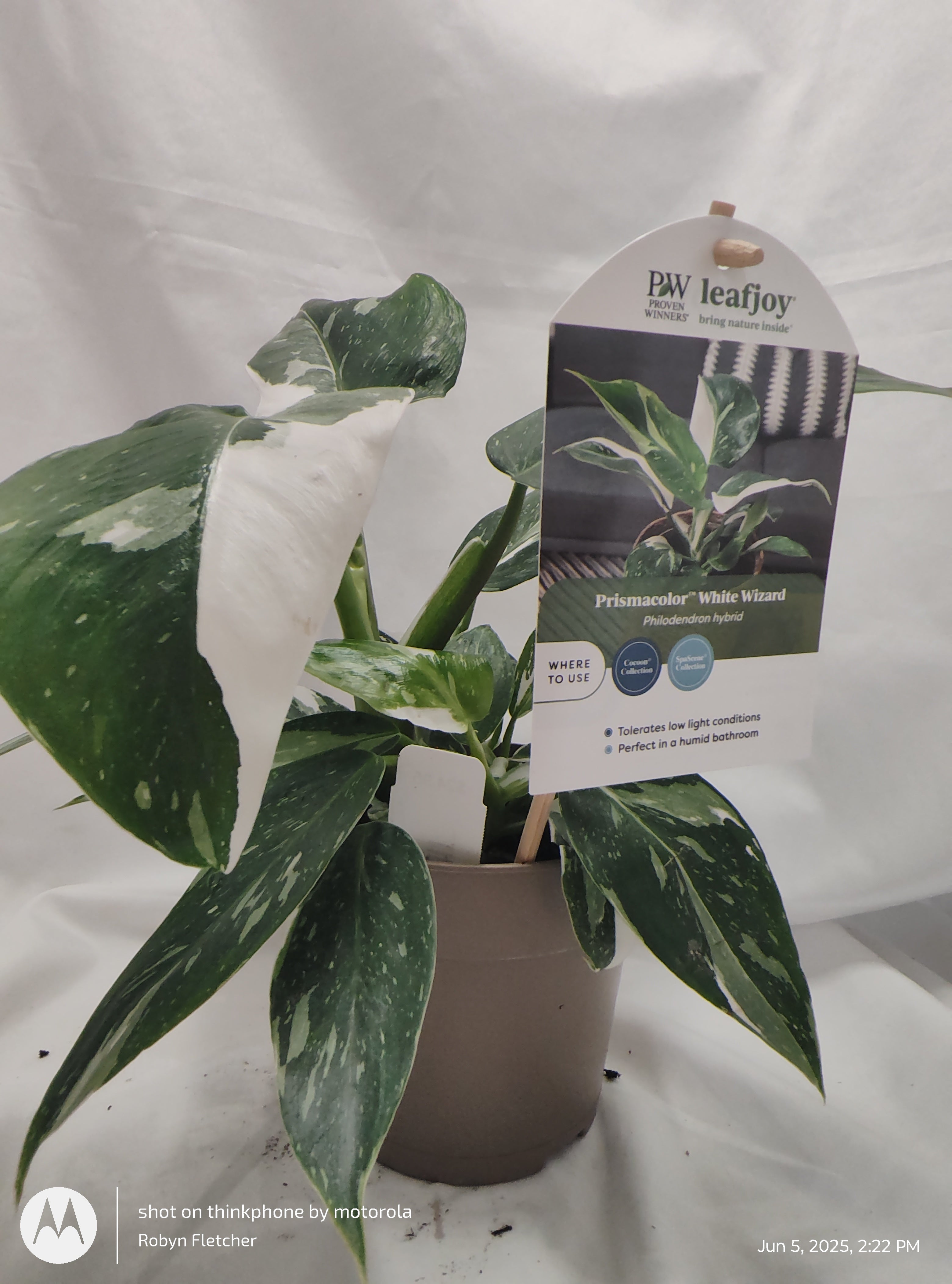 philodendron hybrida white measure PHILODENDRON WHITE WIZARD™ PROVEN WINNER 12CM – Madison County Ace Garden Center