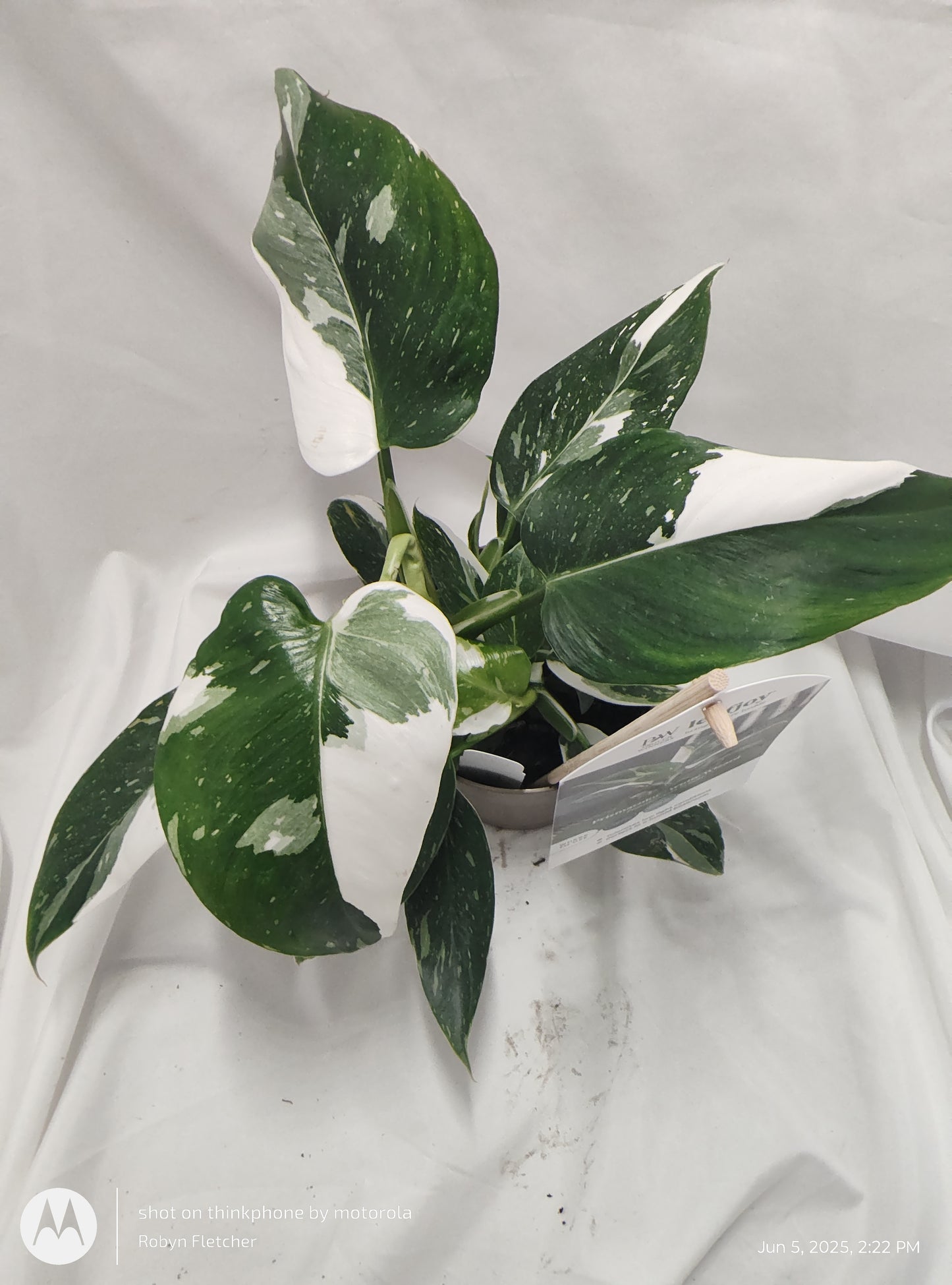 PHILODENDRON WHITE WIZARD™ PROVEN WINNER 12CM