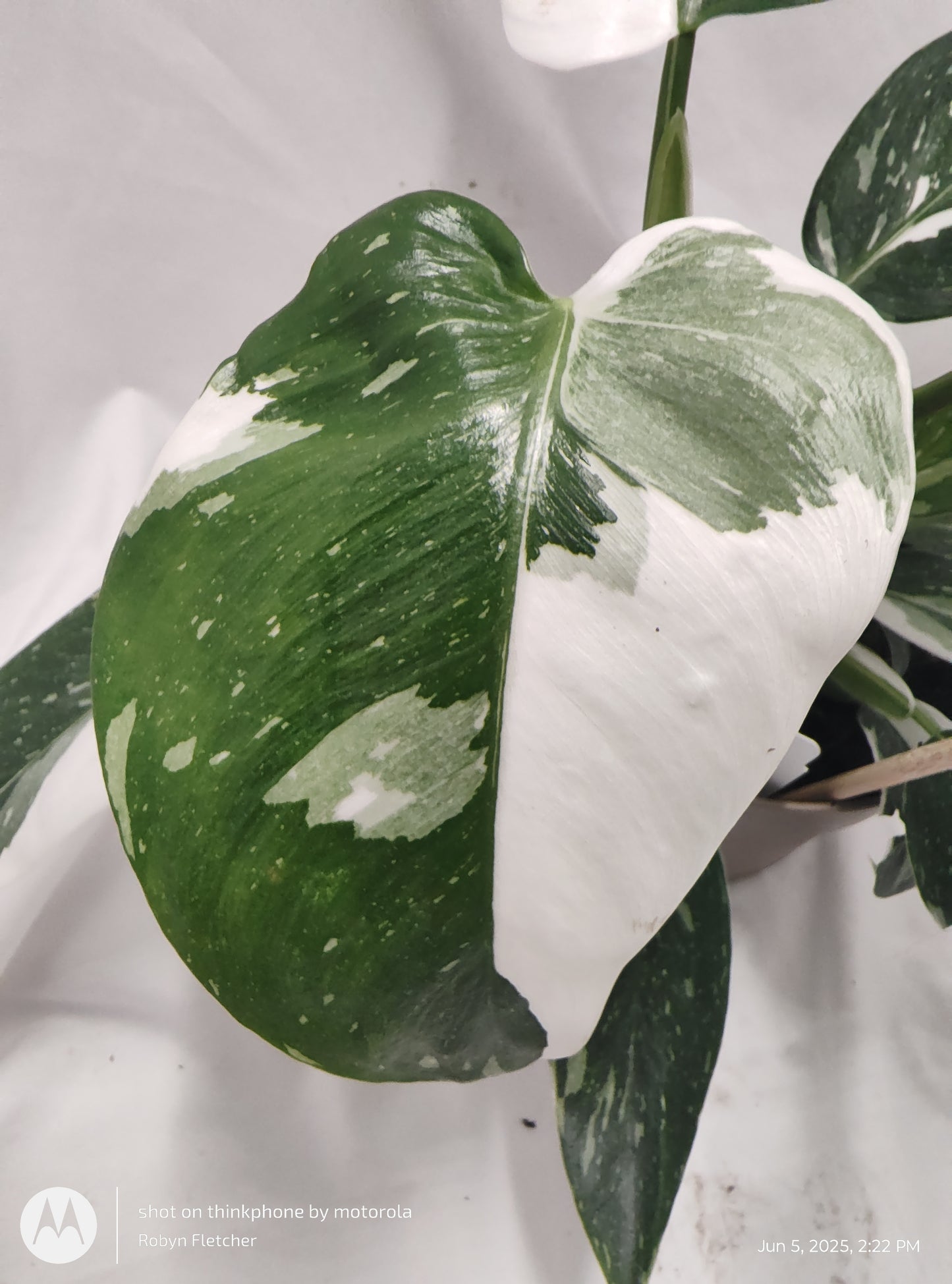 PHILODENDRON WHITE WIZARD™ PROVEN WINNER 12CM