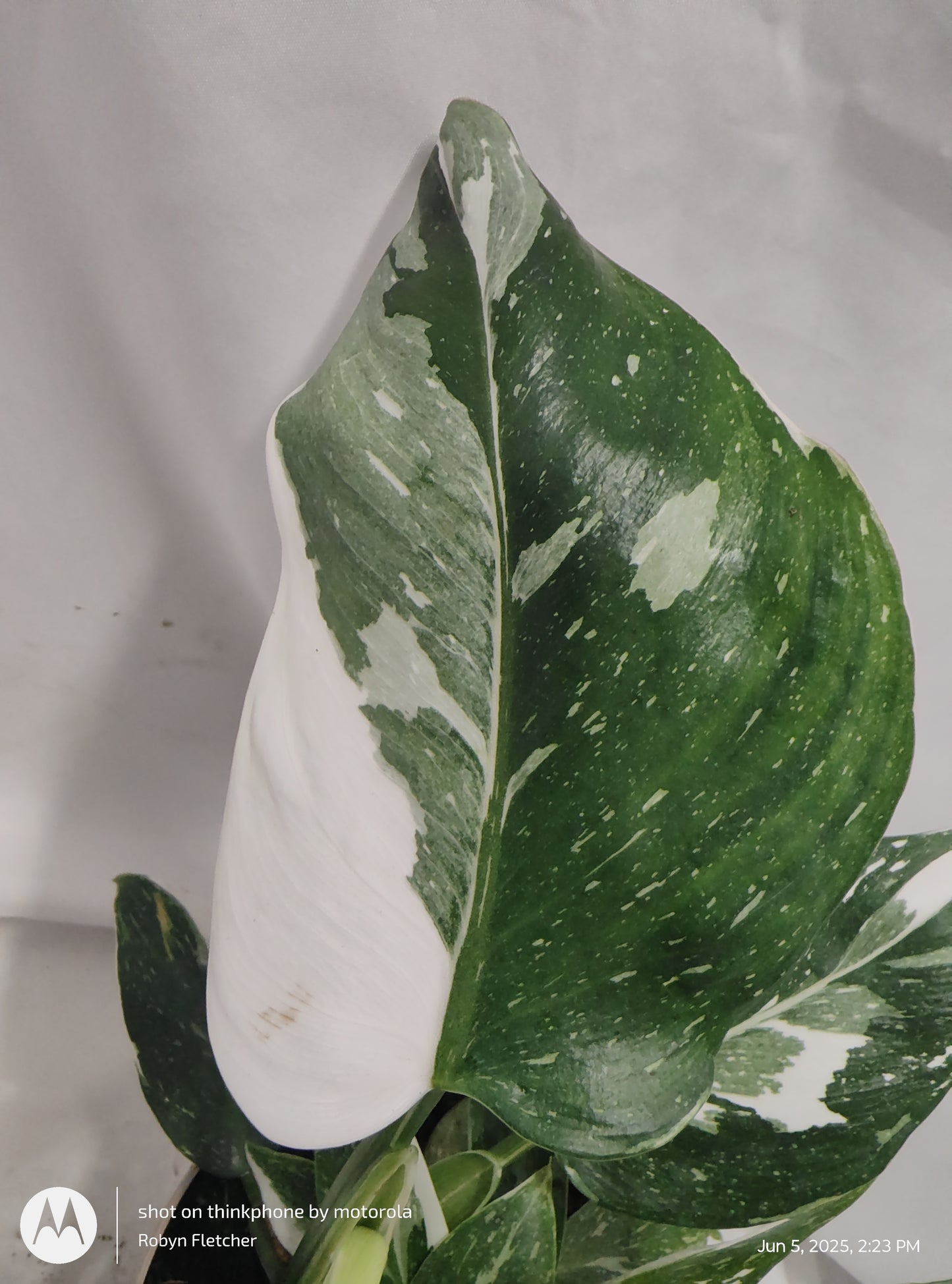 PHILODENDRON WHITE WIZARD™ PROVEN WINNER 12CM