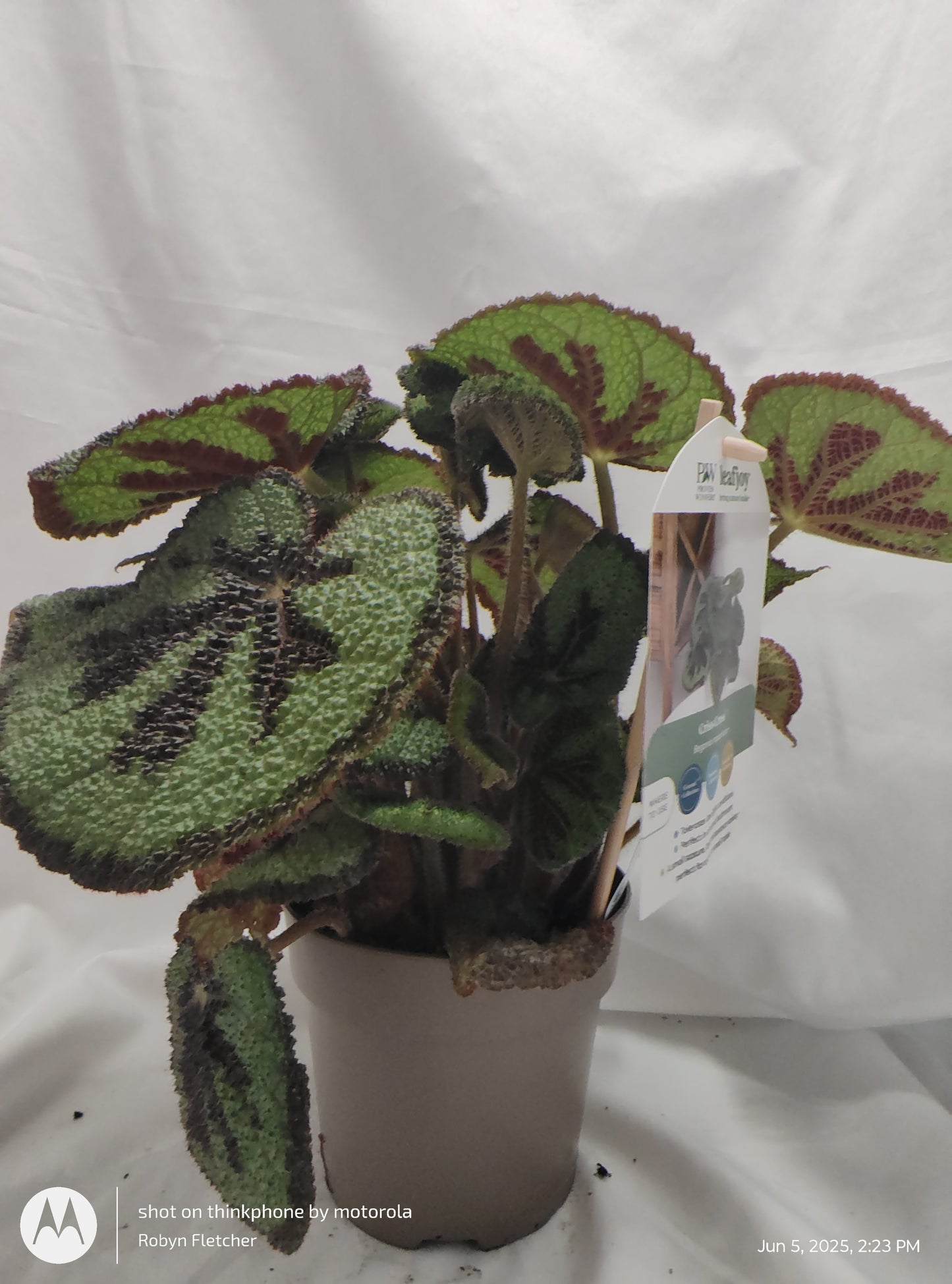 BEGONIA CRISS CROSS MOUNTAIN/ROCK™ PROVEN WINNER 12CM