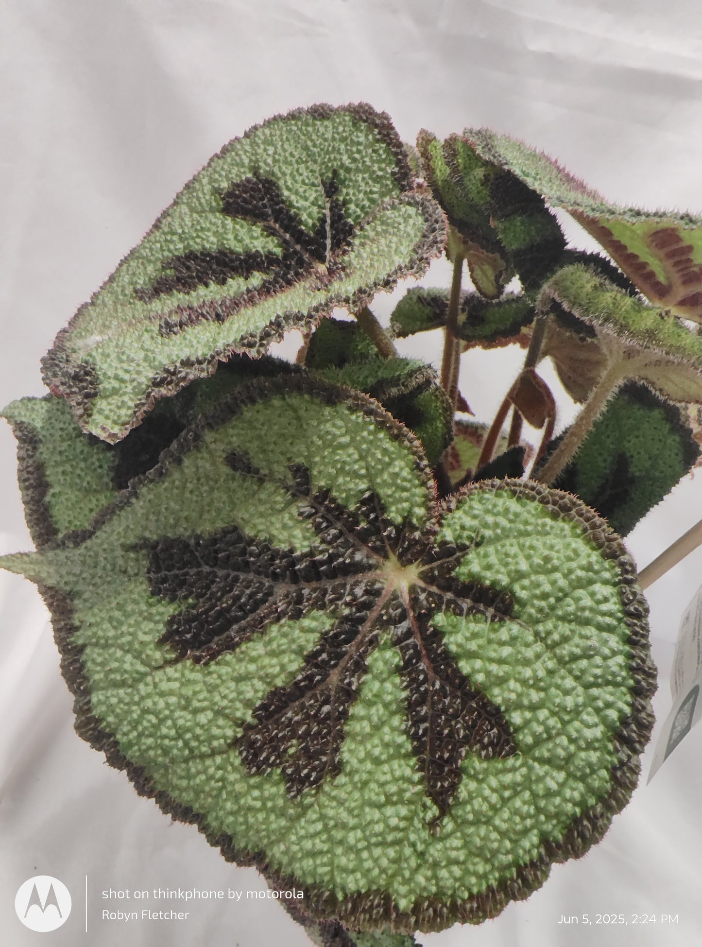 BEGONIA CRISS CROSS MOUNTAIN/ROCK™ PROVEN WINNER 12CM