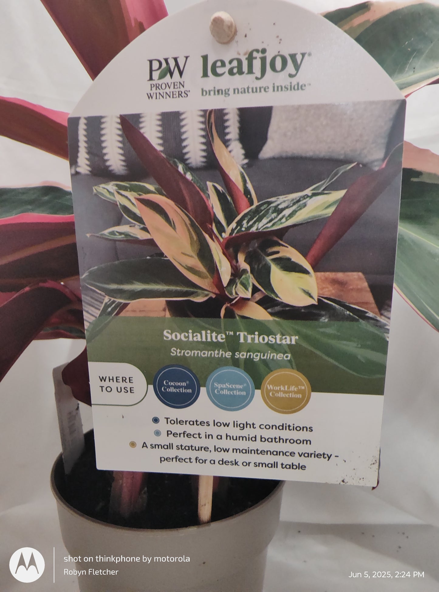 STROMANTHE TRIOSTAR™ PROVEN WINNER 12CM