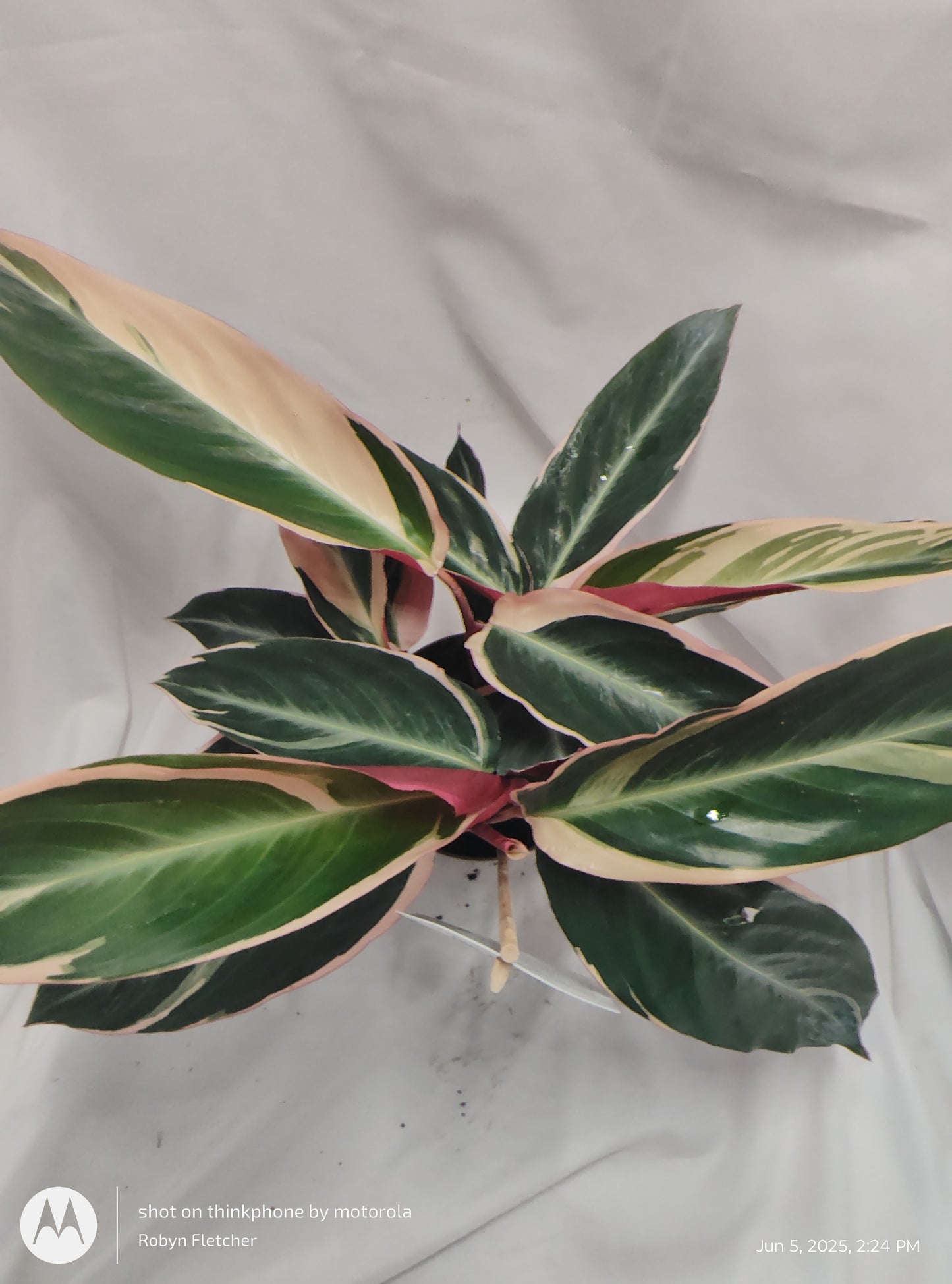 STROMANTHE TRIOSTAR™ PROVEN WINNER 12CM