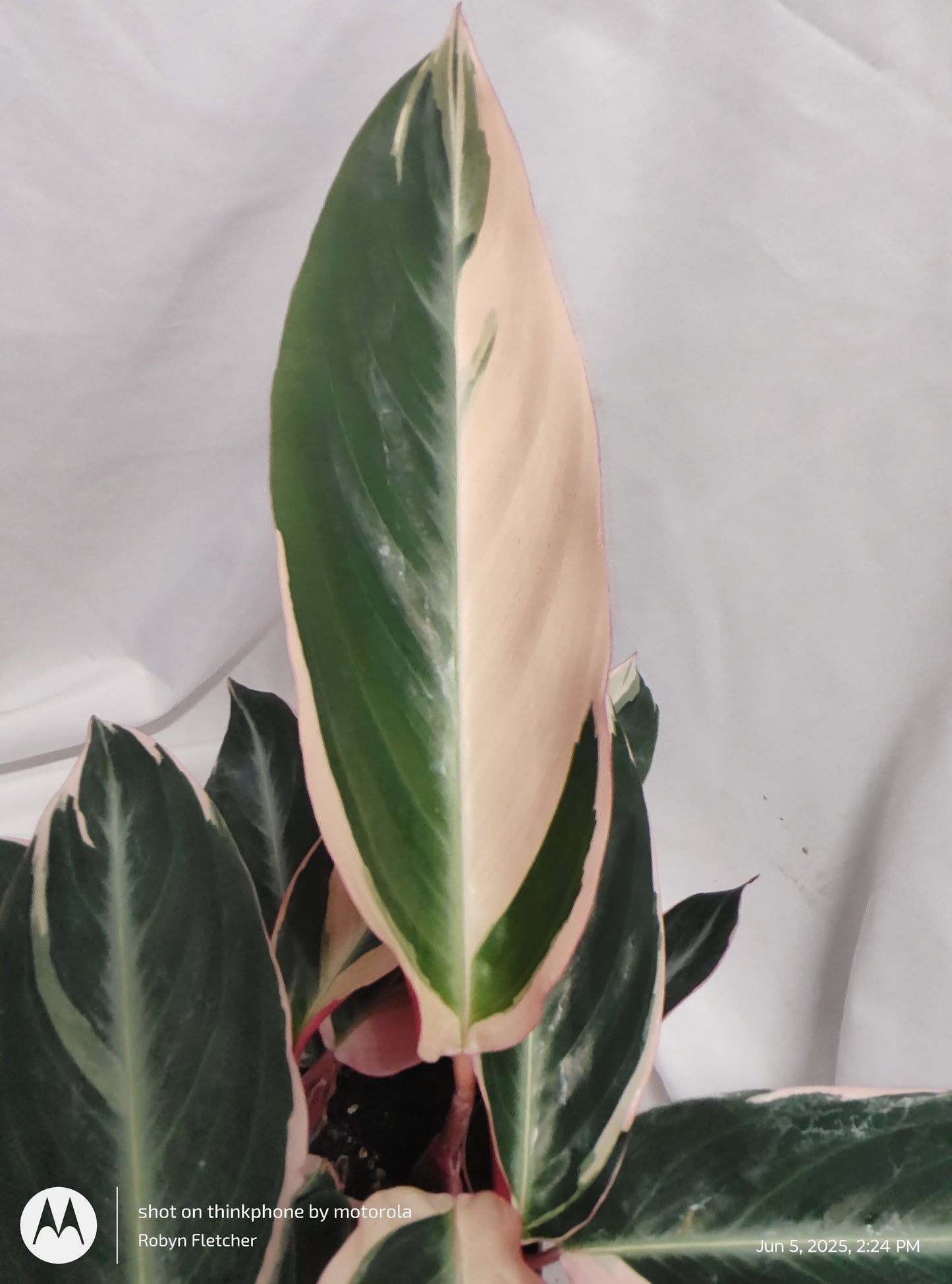 STROMANTHE TRIOSTAR™ PROVEN WINNER 12CM
