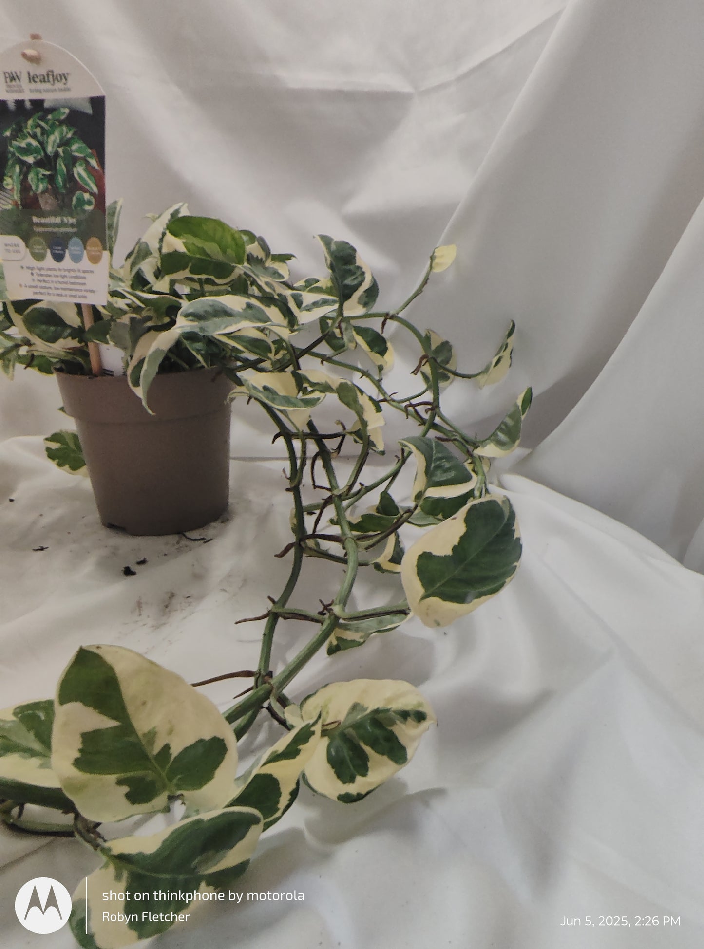 EPIPREMNUM NJOY™ PROVEN WINNER 12CM