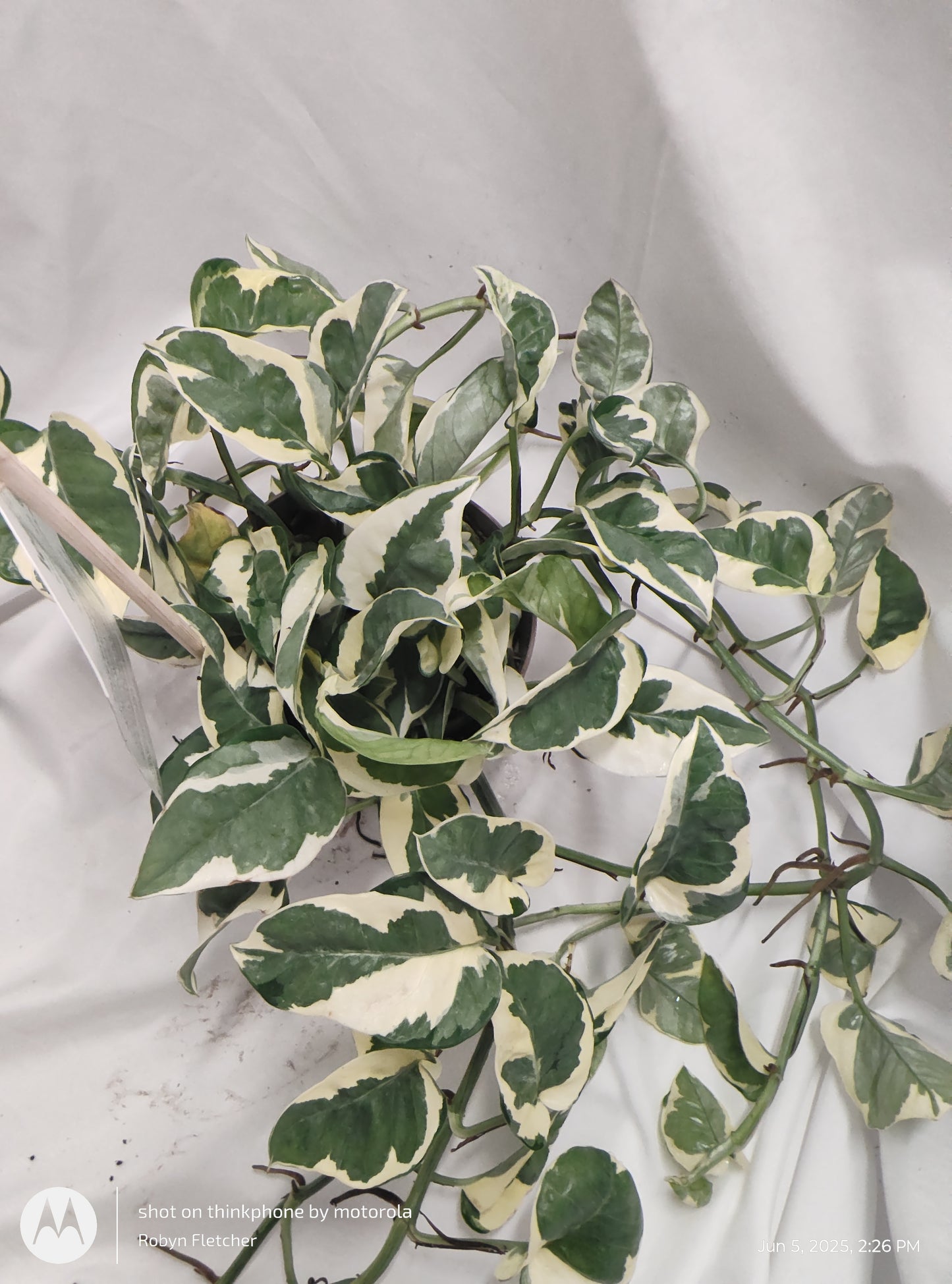 EPIPREMNUM NJOY™ PROVEN WINNER 12CM