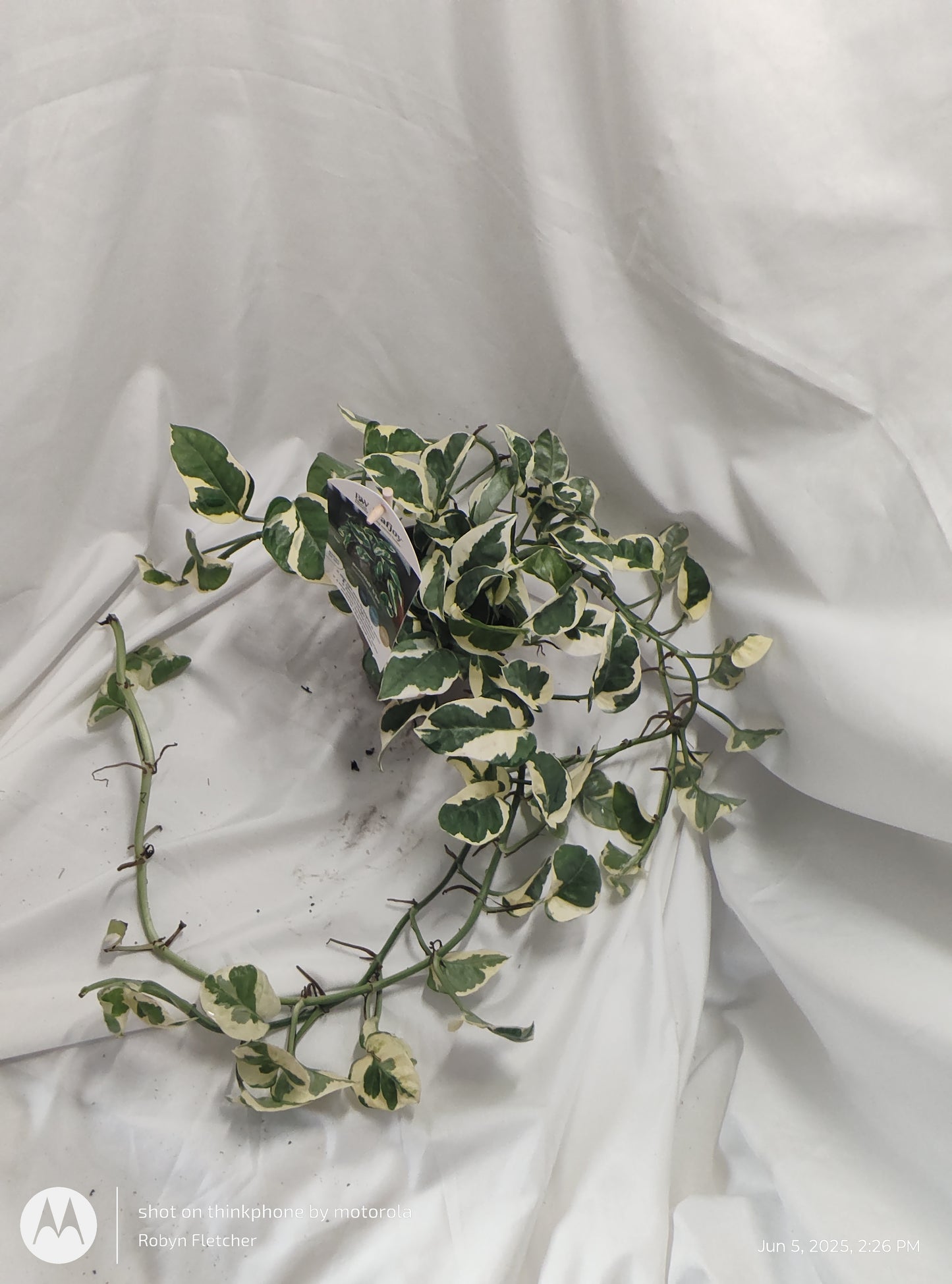 EPIPREMNUM NJOY™ PROVEN WINNER 12CM