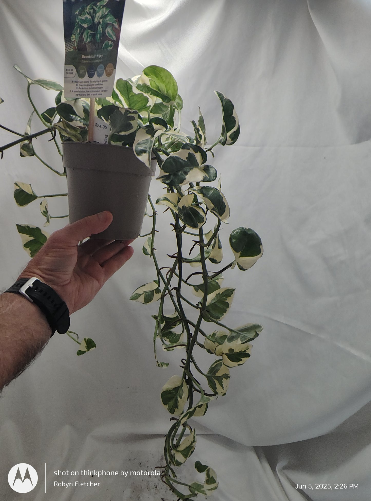 EPIPREMNUM NJOY™ PROVEN WINNER 12CM