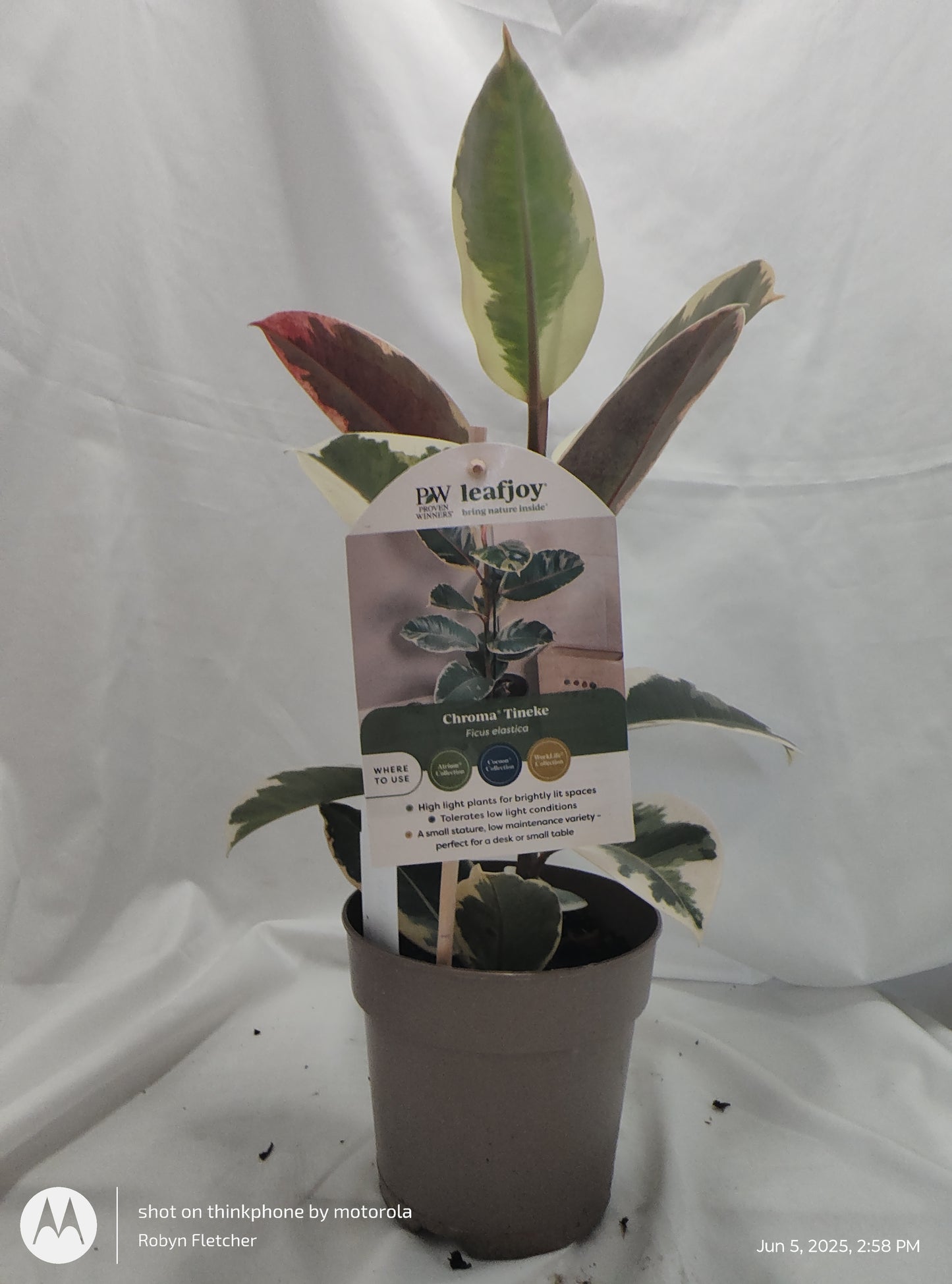 FICUS ELASTICA TINEKE™ PROVEN WINNER 12CM