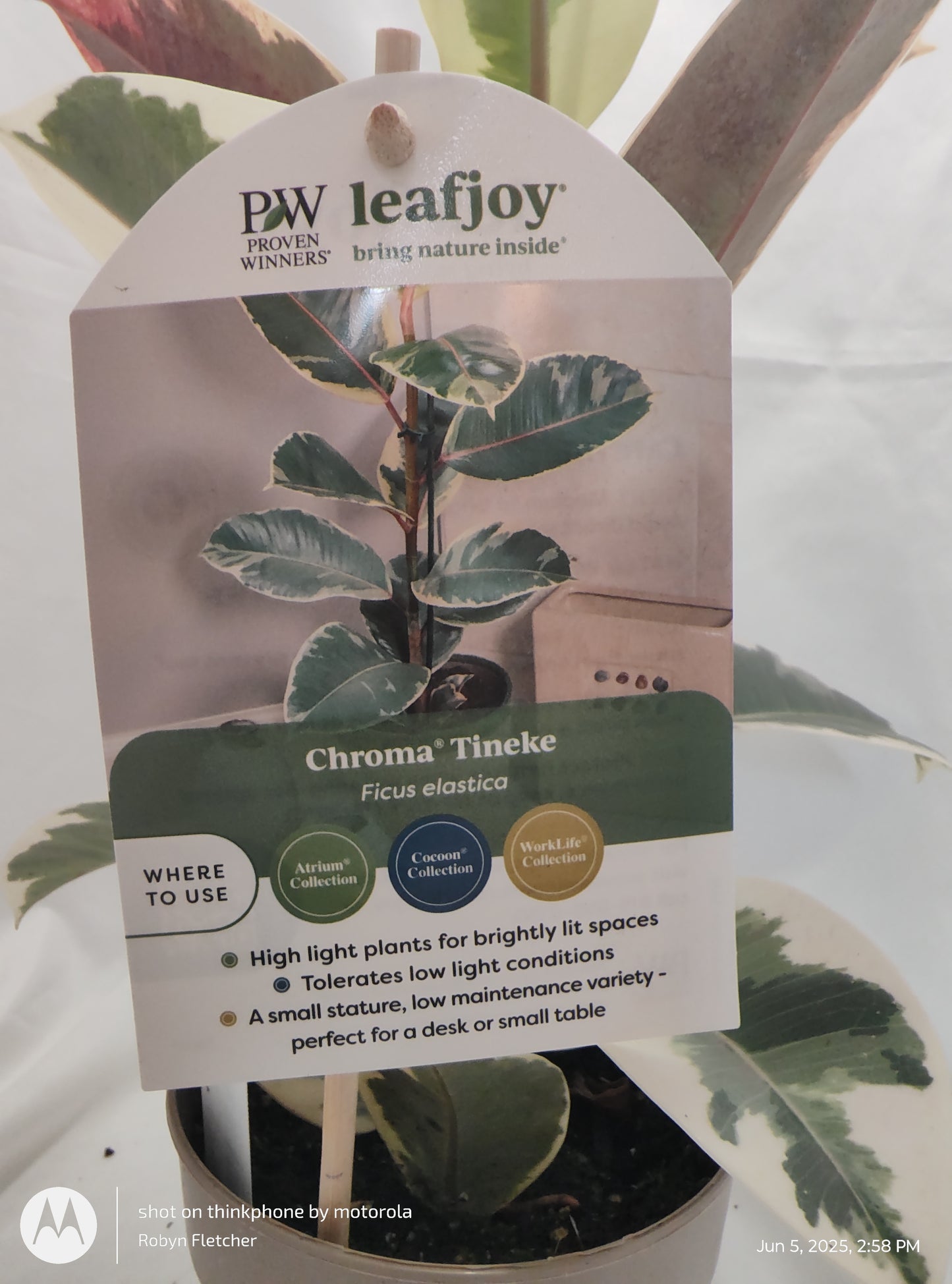 FICUS ELASTICA TINEKE™ PROVEN WINNER 12CM