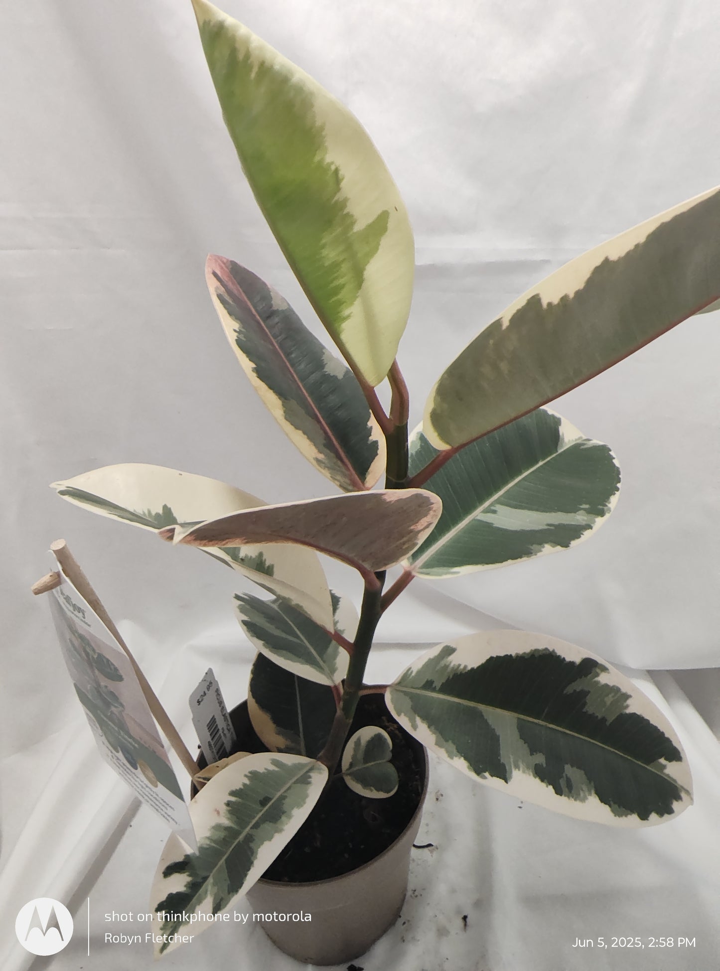 FICUS ELASTICA TINEKE™ PROVEN WINNER 12CM