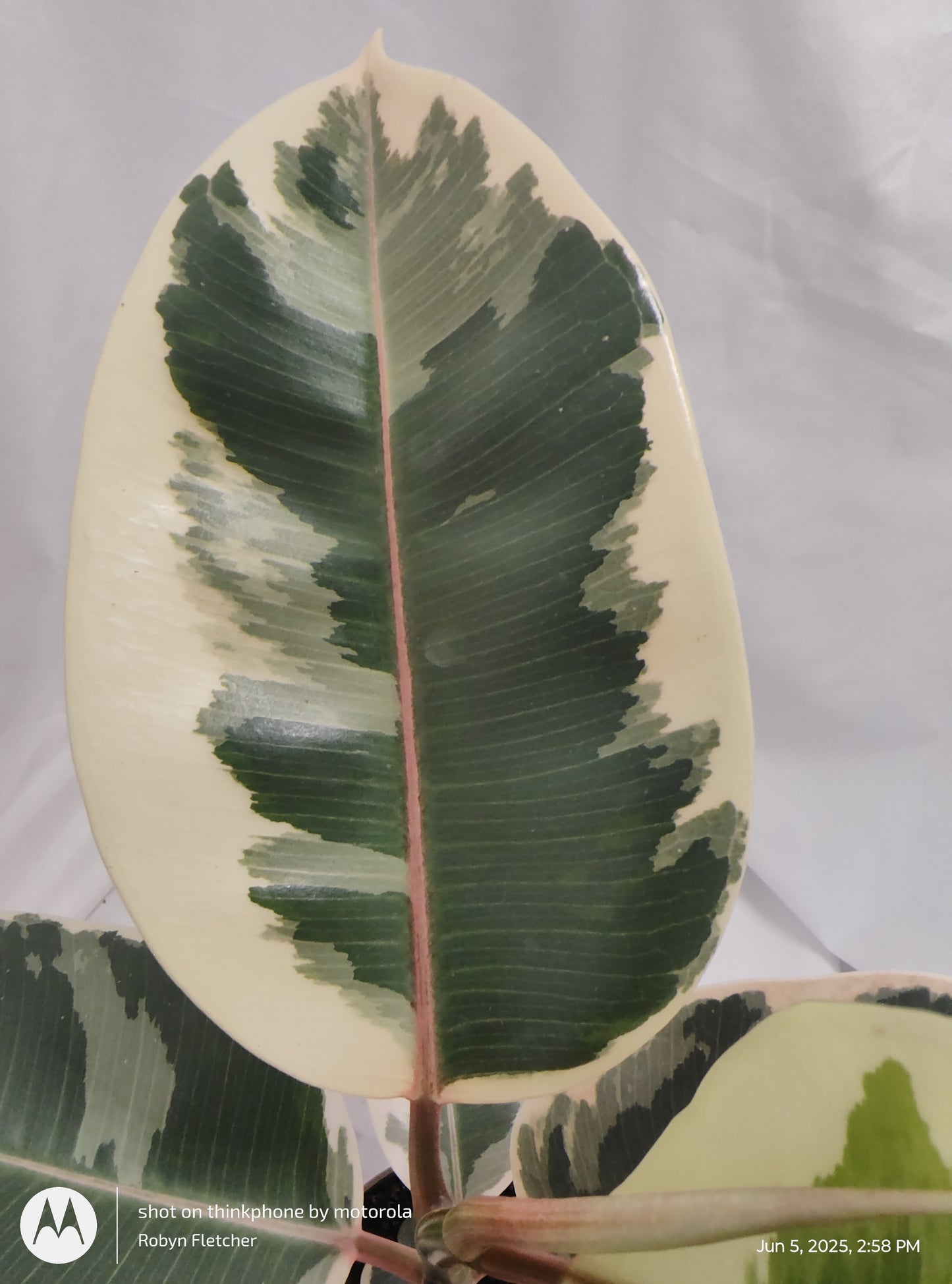 FICUS ELASTICA TINEKE™ PROVEN WINNER 12CM