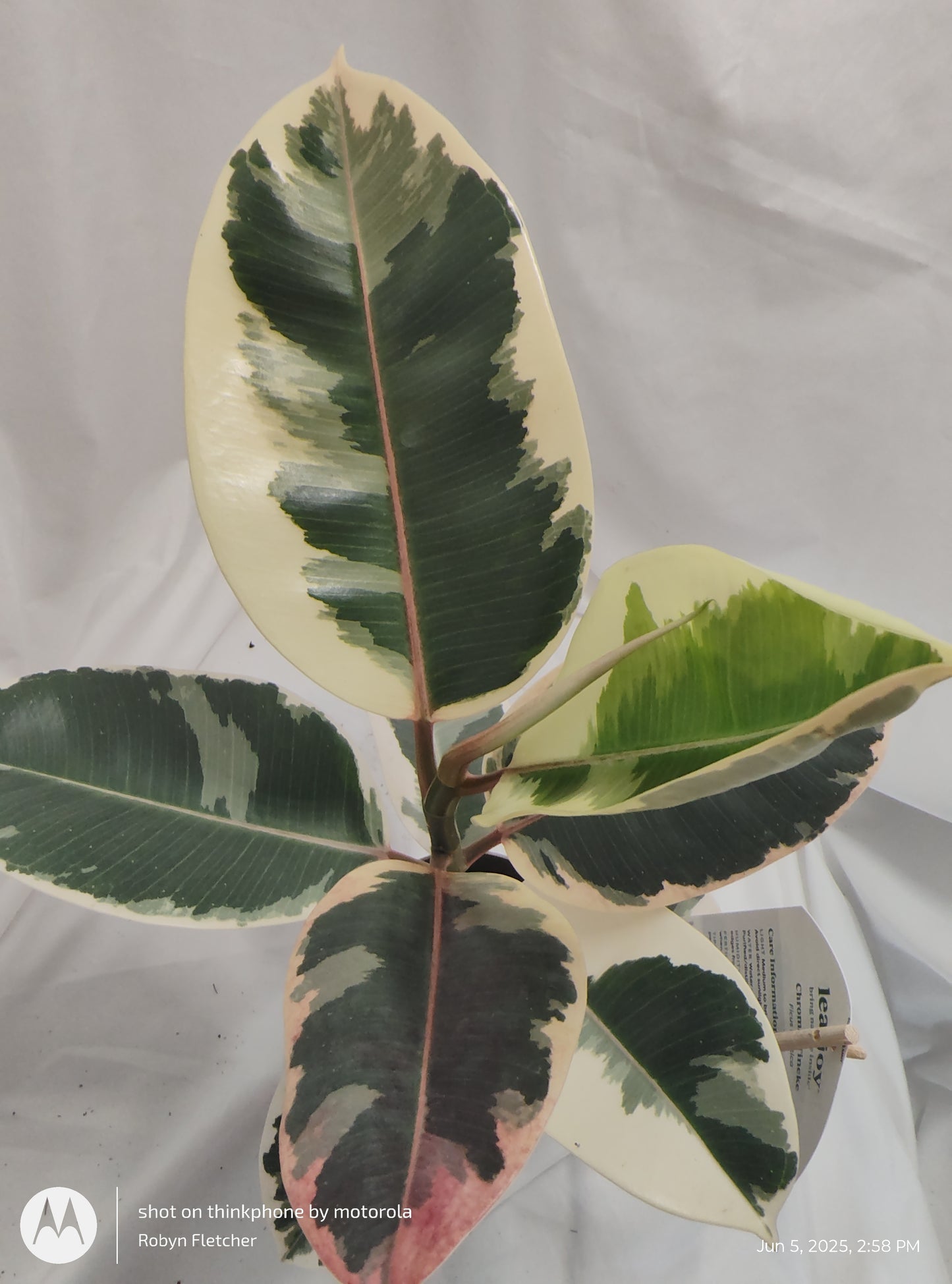 FICUS ELASTICA TINEKE™ PROVEN WINNER 12CM
