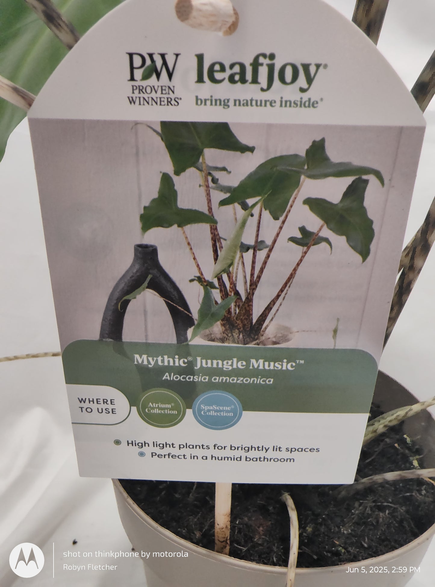 ALOCASIA JUNGLE MUSIC™ SIBERIAN TIGER PROVEN WINNERS 17CM