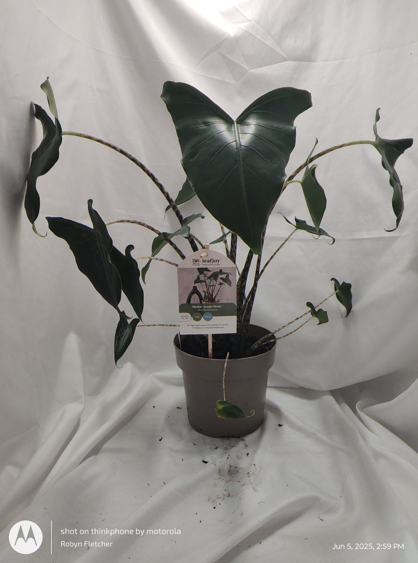 ALOCASIA JUNGLE MUSIC™ SIBERIAN TIGER PROVEN WINNERS 17CM