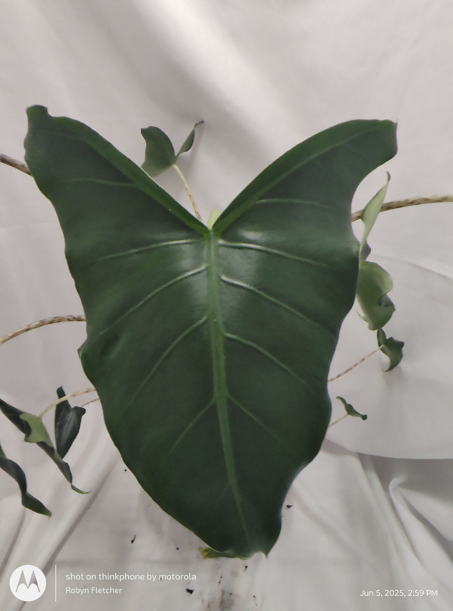 ALOCASIA JUNGLE MUSIC™ SIBERIAN TIGER PROVEN WINNERS 17CM