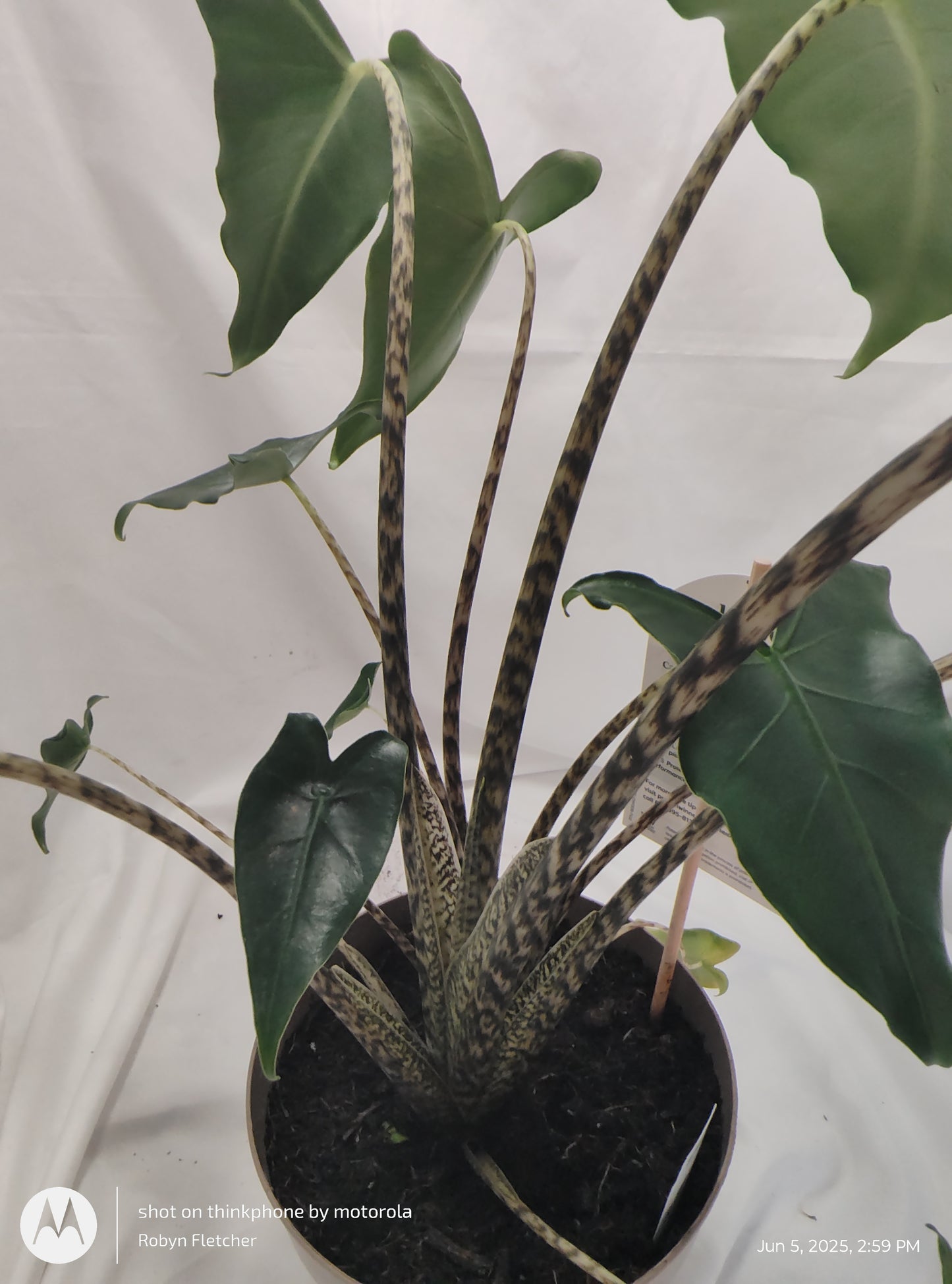 ALOCASIA JUNGLE MUSIC™ SIBERIAN TIGER PROVEN WINNERS 17CM