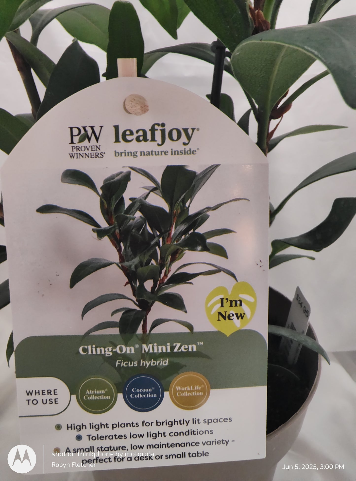 FICUS MINI ZEN™ CYATHISTIPULA MINI PROVEN WINNER 17CM
