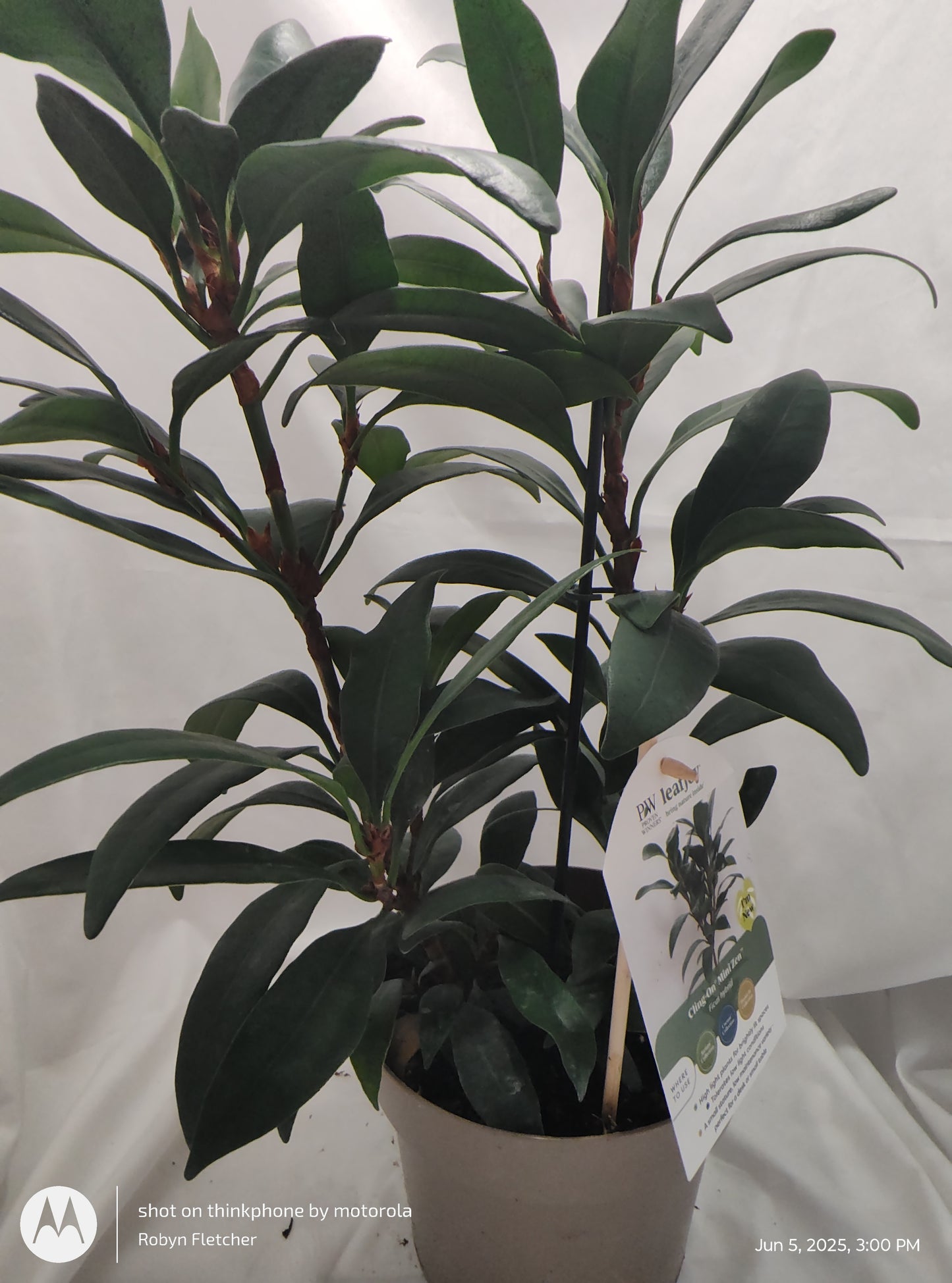 FICUS MINI ZEN™ CYATHISTIPULA MINI PROVEN WINNER 17CM