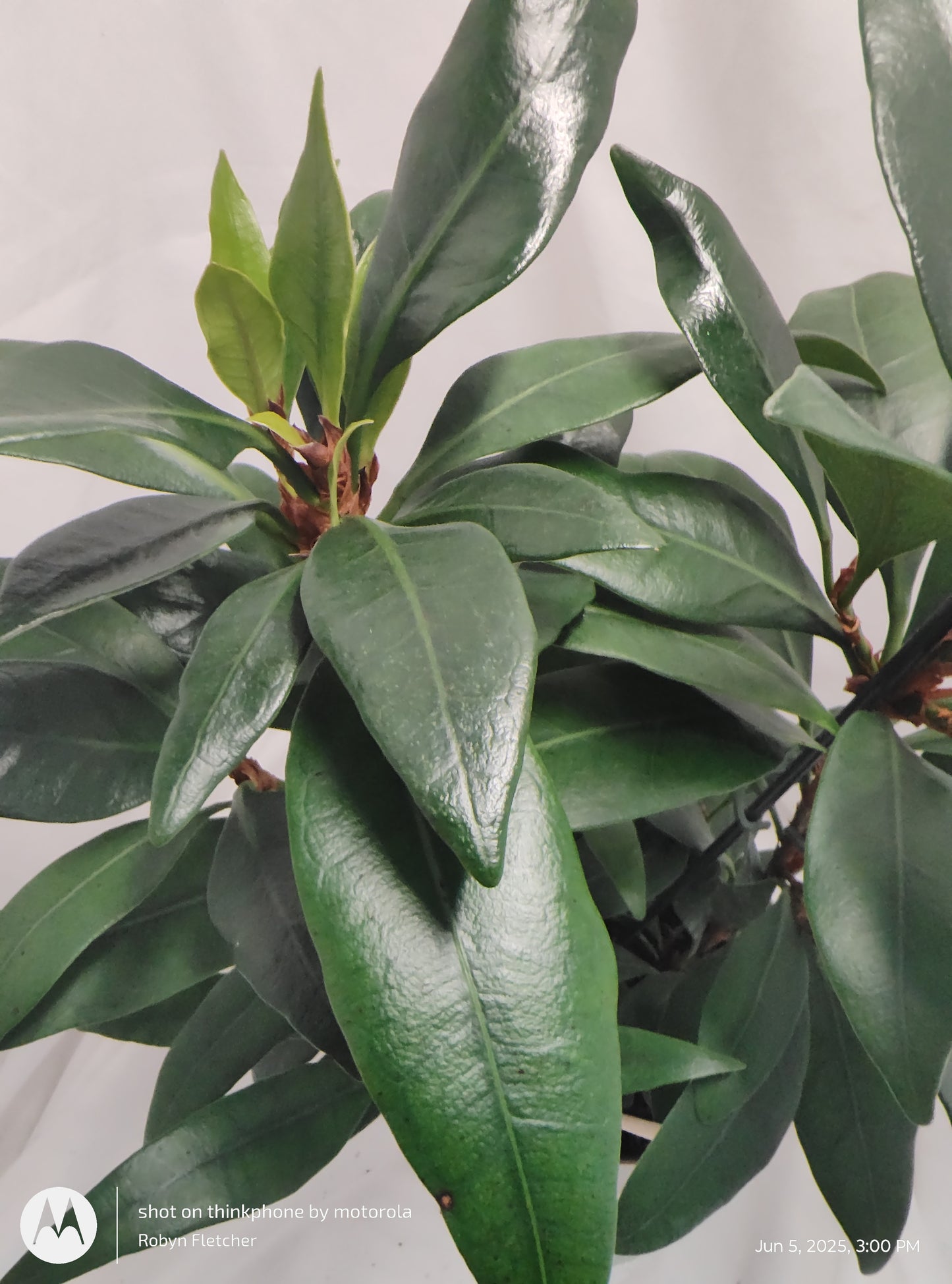 FICUS MINI ZEN™ CYATHISTIPULA MINI PROVEN WINNER 17CM