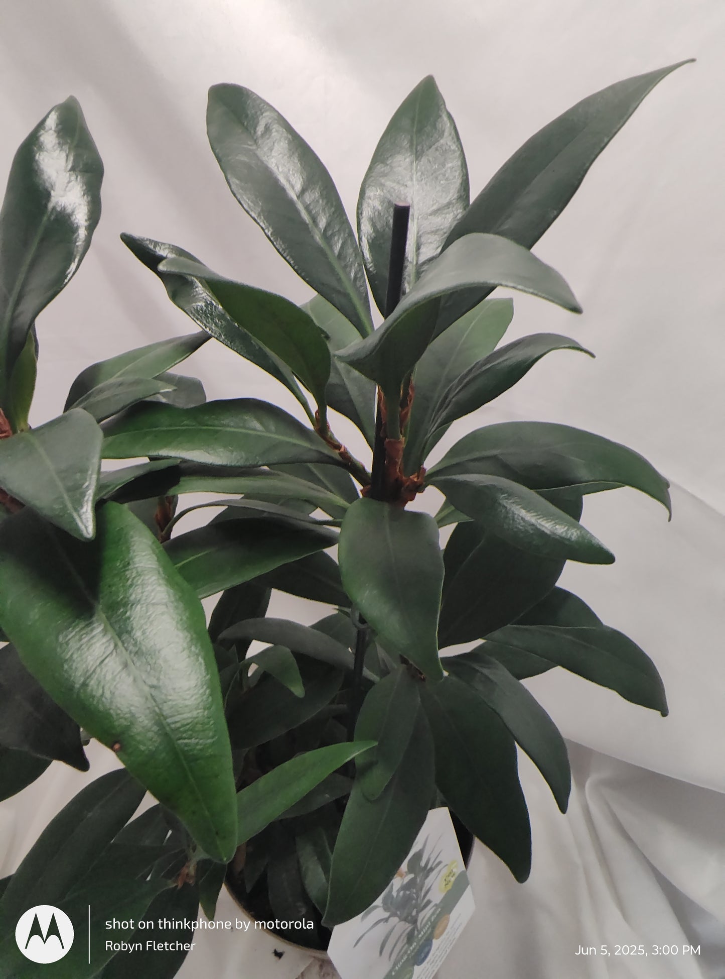 FICUS MINI ZEN™ CYATHISTIPULA MINI PROVEN WINNER 17CM